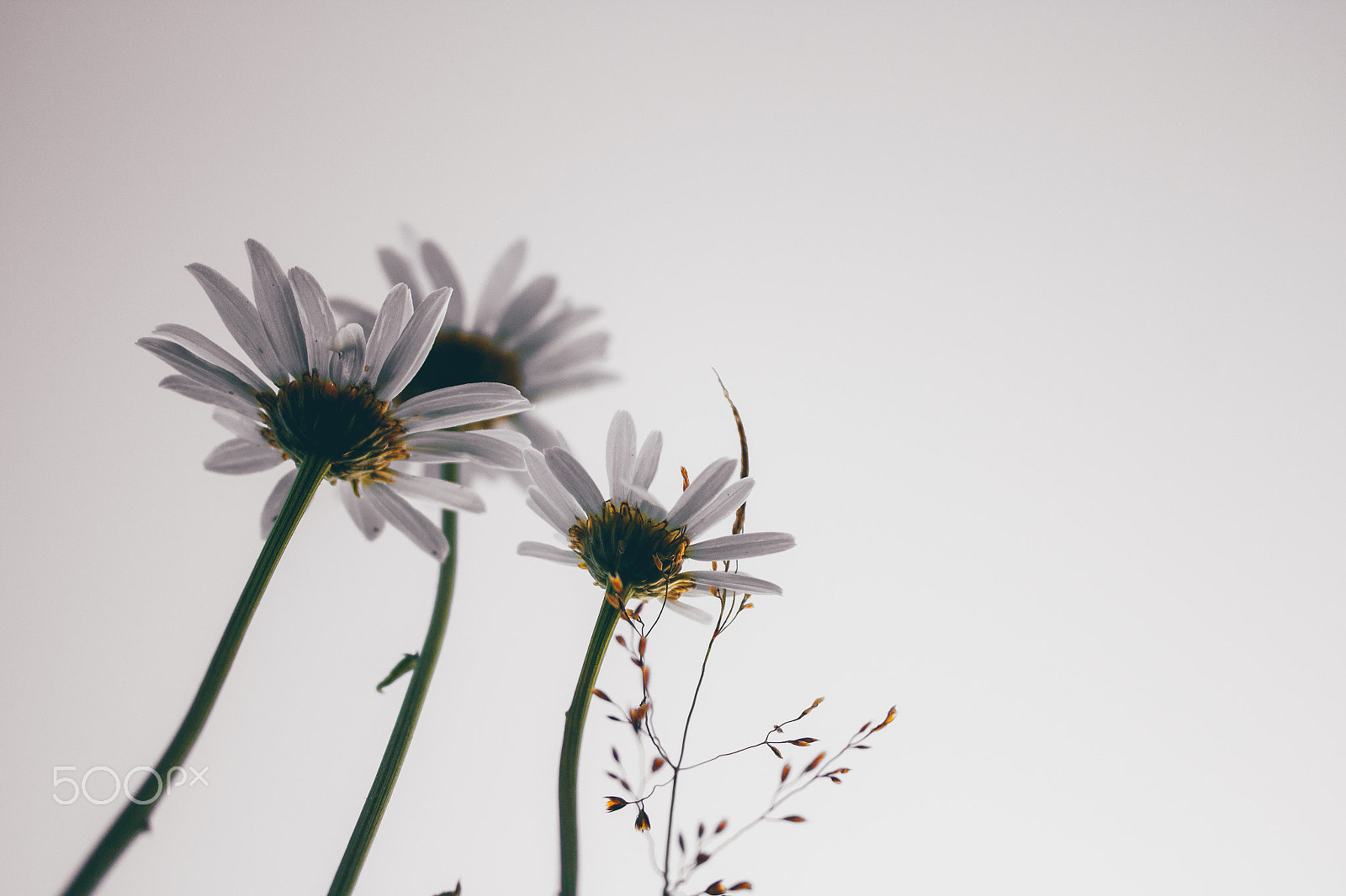 Canon EOS 650D (EOS Rebel T4i / EOS Kiss X6i) sample photo. Ant glance photography