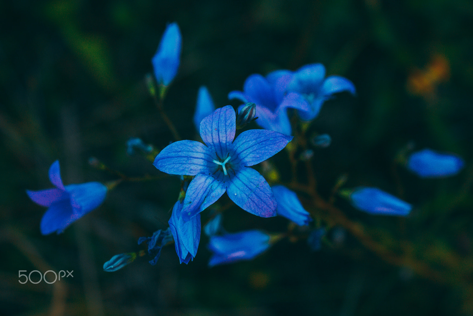 Canon EOS 650D (EOS Rebel T4i / EOS Kiss X6i) sample photo. Blue bellflower photography