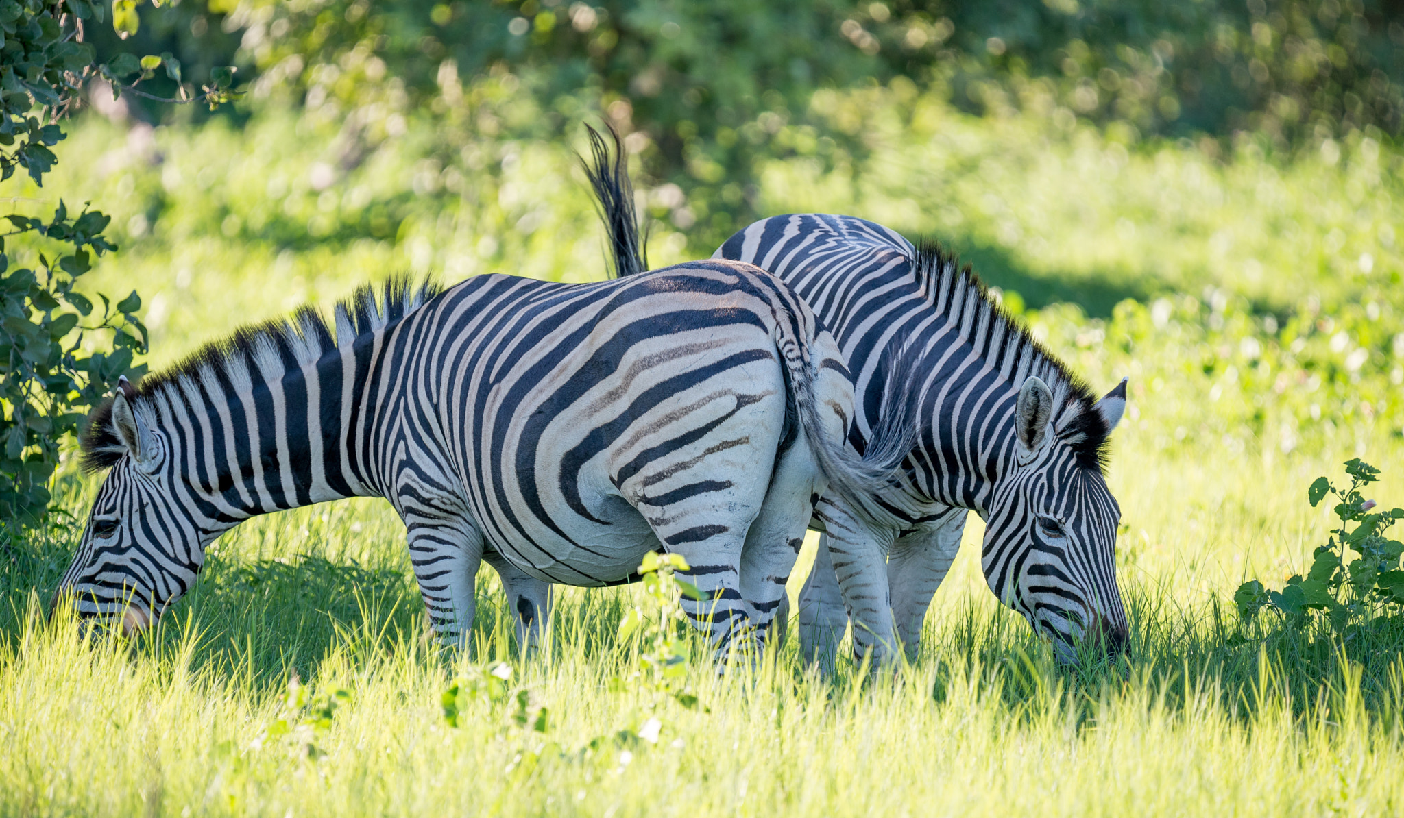 Nikon D610 sample photo. Botswana zebras photography