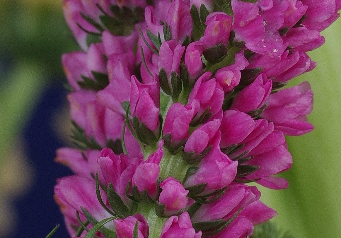 Pentax smc D-FA 50mm F2.8 Macro sample photo