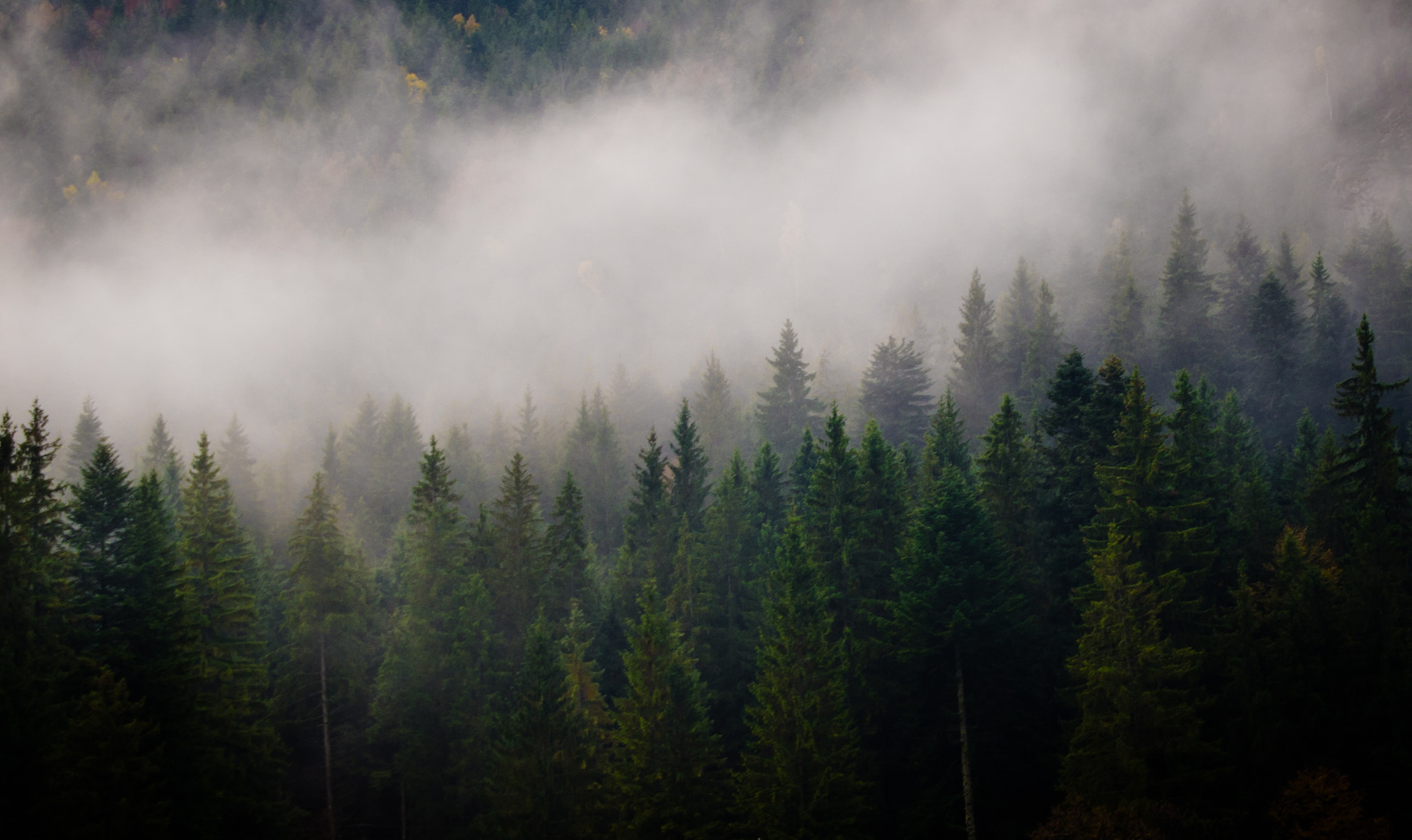 Pentax smc DA 16-45mm F4 ED AL sample photo. Forestscapes photography
