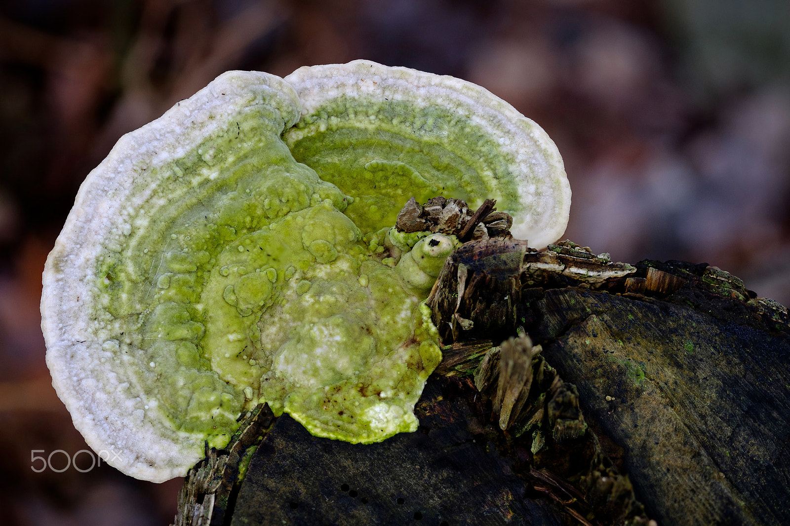 Fujifilm X-T2 sample photo. Fungus photography