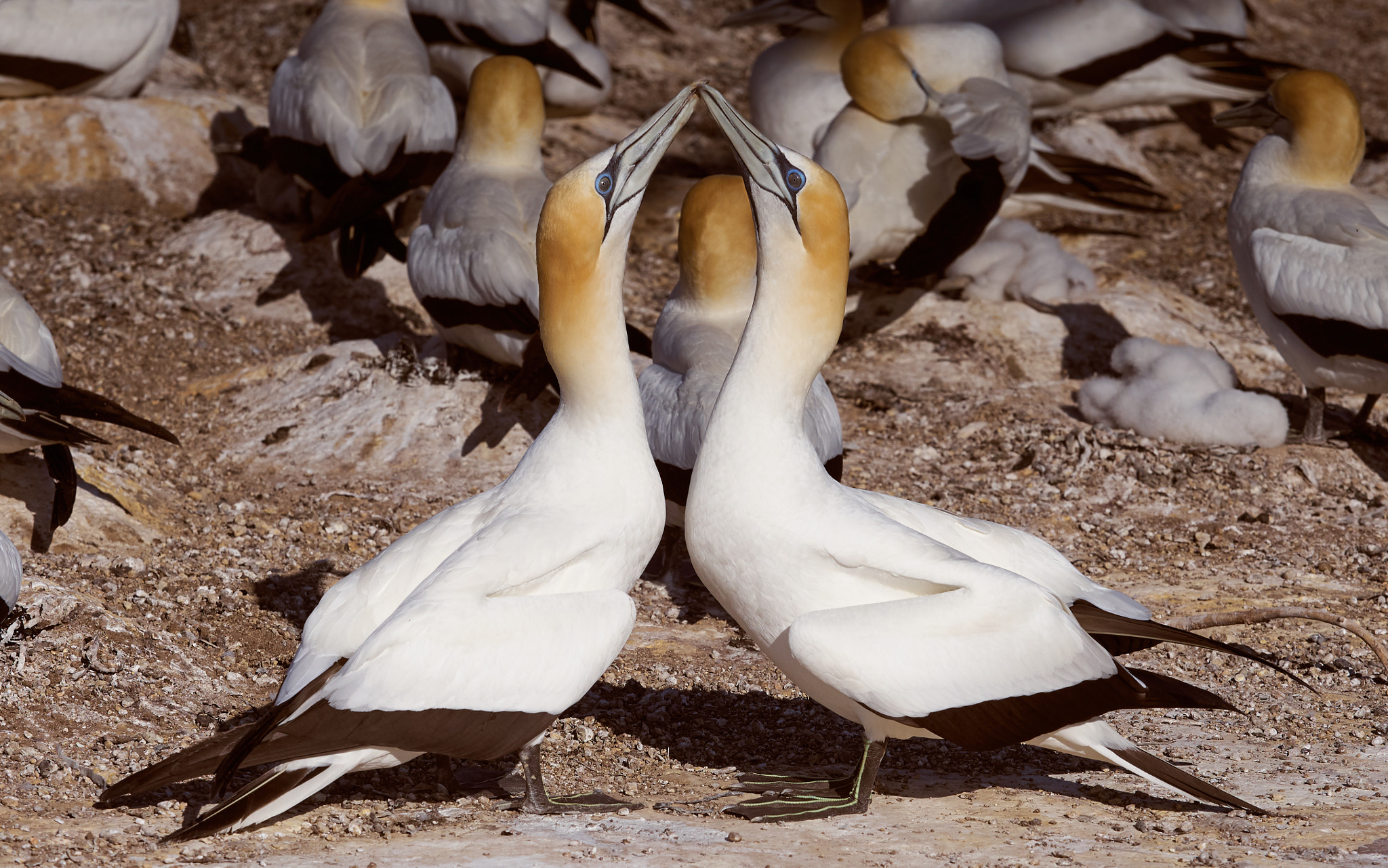 Olympus OM-D E-M10 sample photo. Gannet love photography