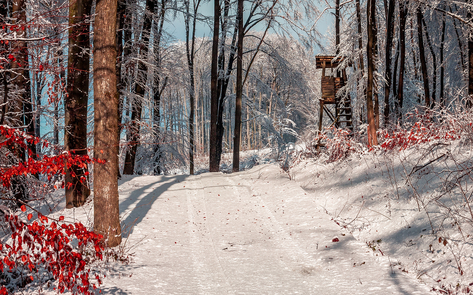 Canon EOS 40D sample photo. A walk in the forest photography