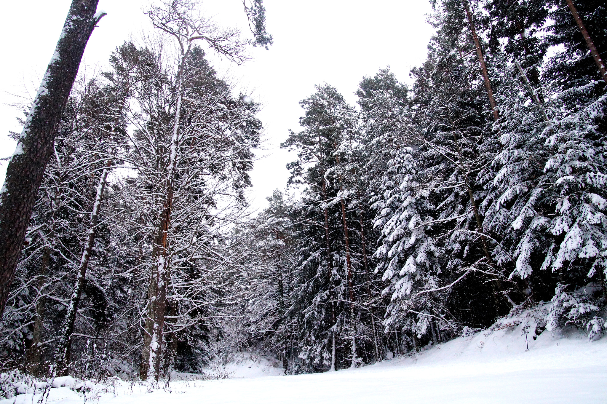 Sony SLT-A58 sample photo. Forest in winter photography