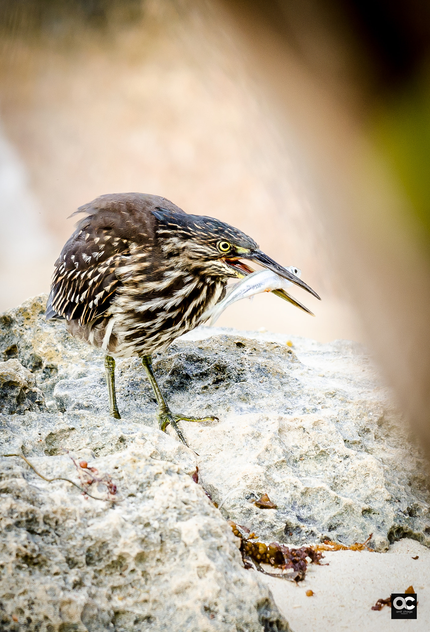 Nikon AF-S Nikkor 200-500mm F5.6E ED VR sample photo. Birds of seychelles photography