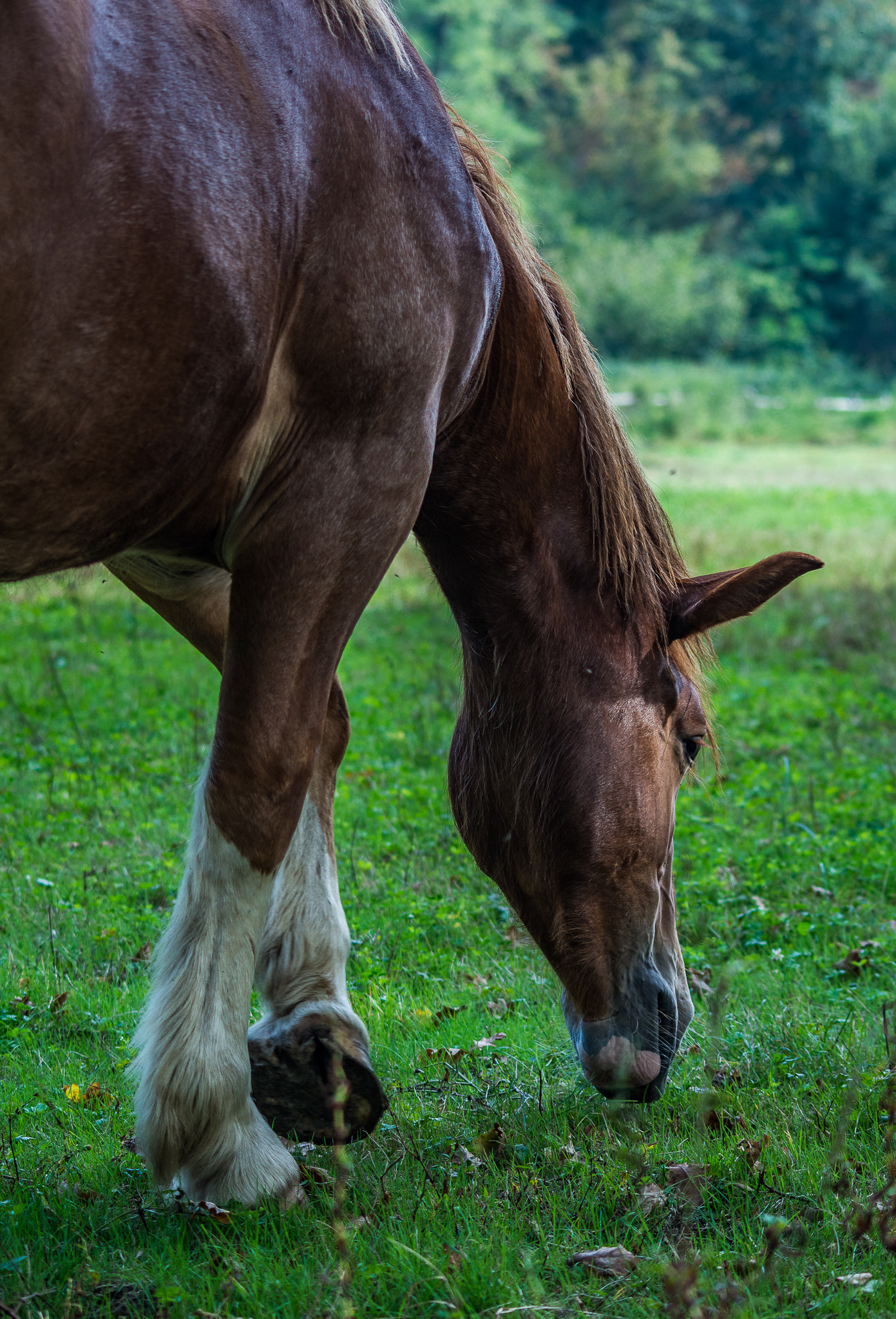 Sigma 70-300mm F4-5.6 APO DG Macro sample photo. Horse photography