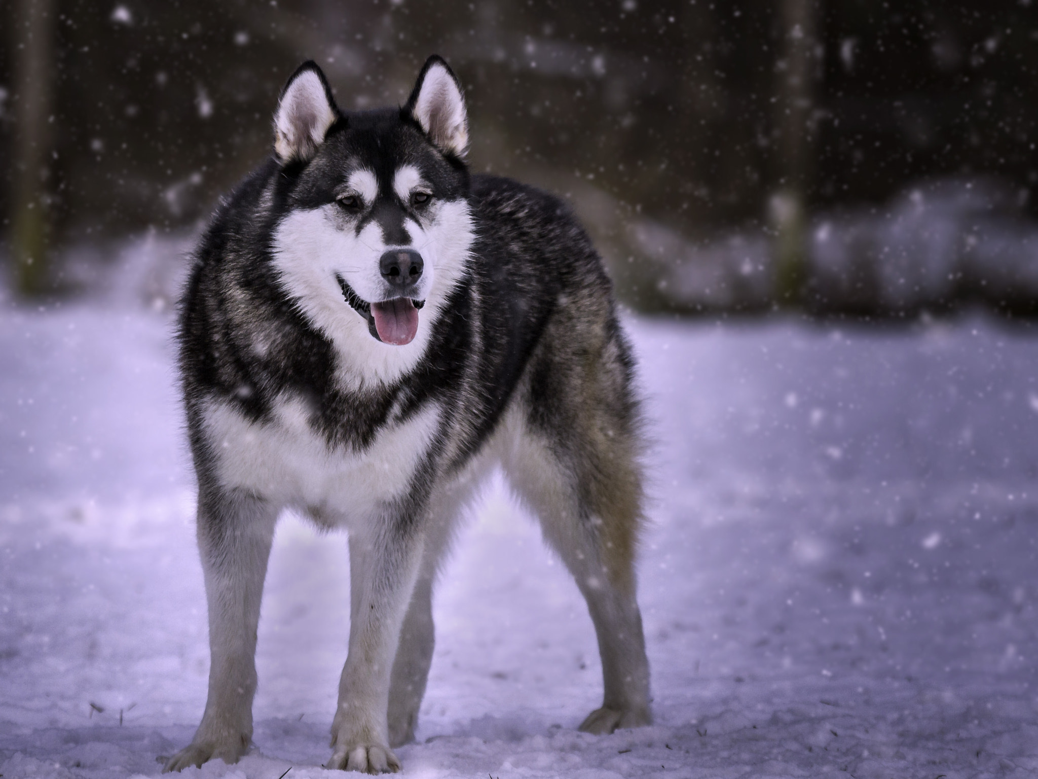 Sigma 70-200mm F2.8 EX DG OS HSM sample photo. Champ - tha alaskan malamute photography