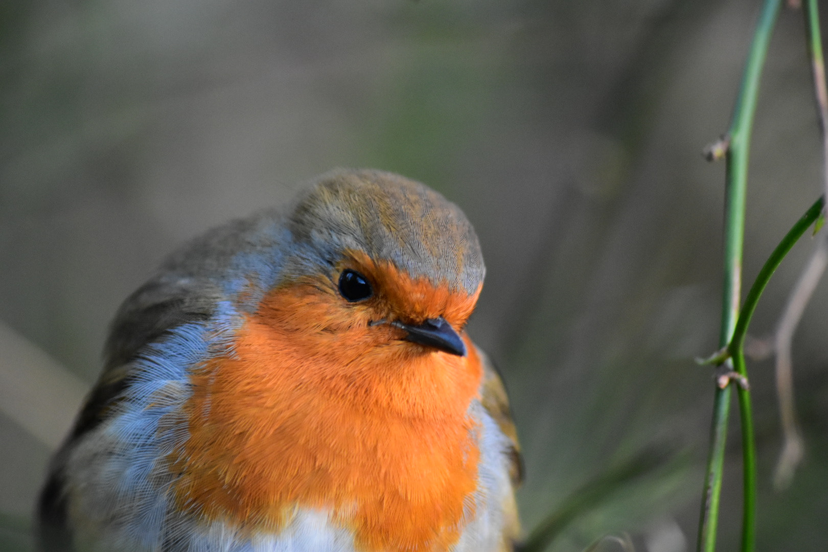 Sigma 70-300mm F4-5.6 APO DG Macro sample photo. Robin photography