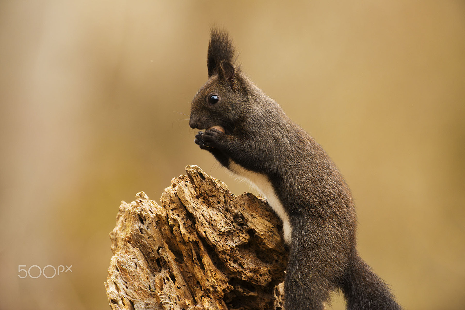 Nikon D800 sample photo. The squirrel and nut photography