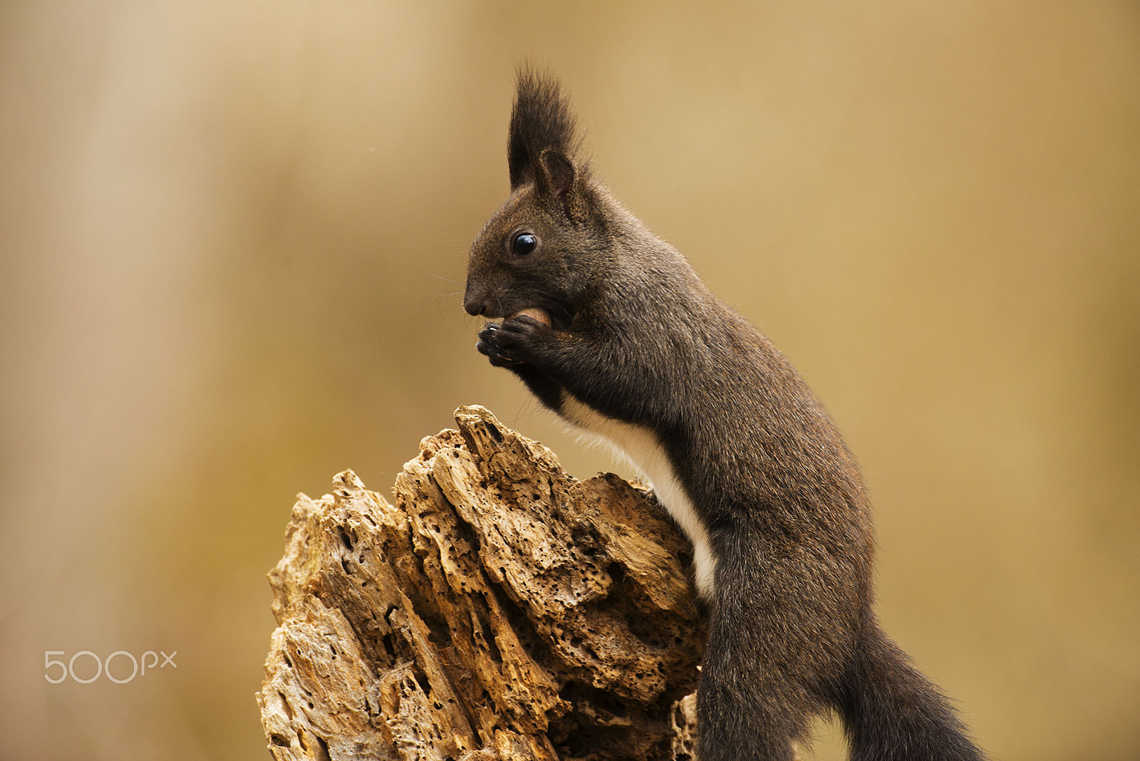 Nikon D800 + Nikon AF-S Nikkor 500mm F4G ED VR sample photo. The squirrel and nut photography