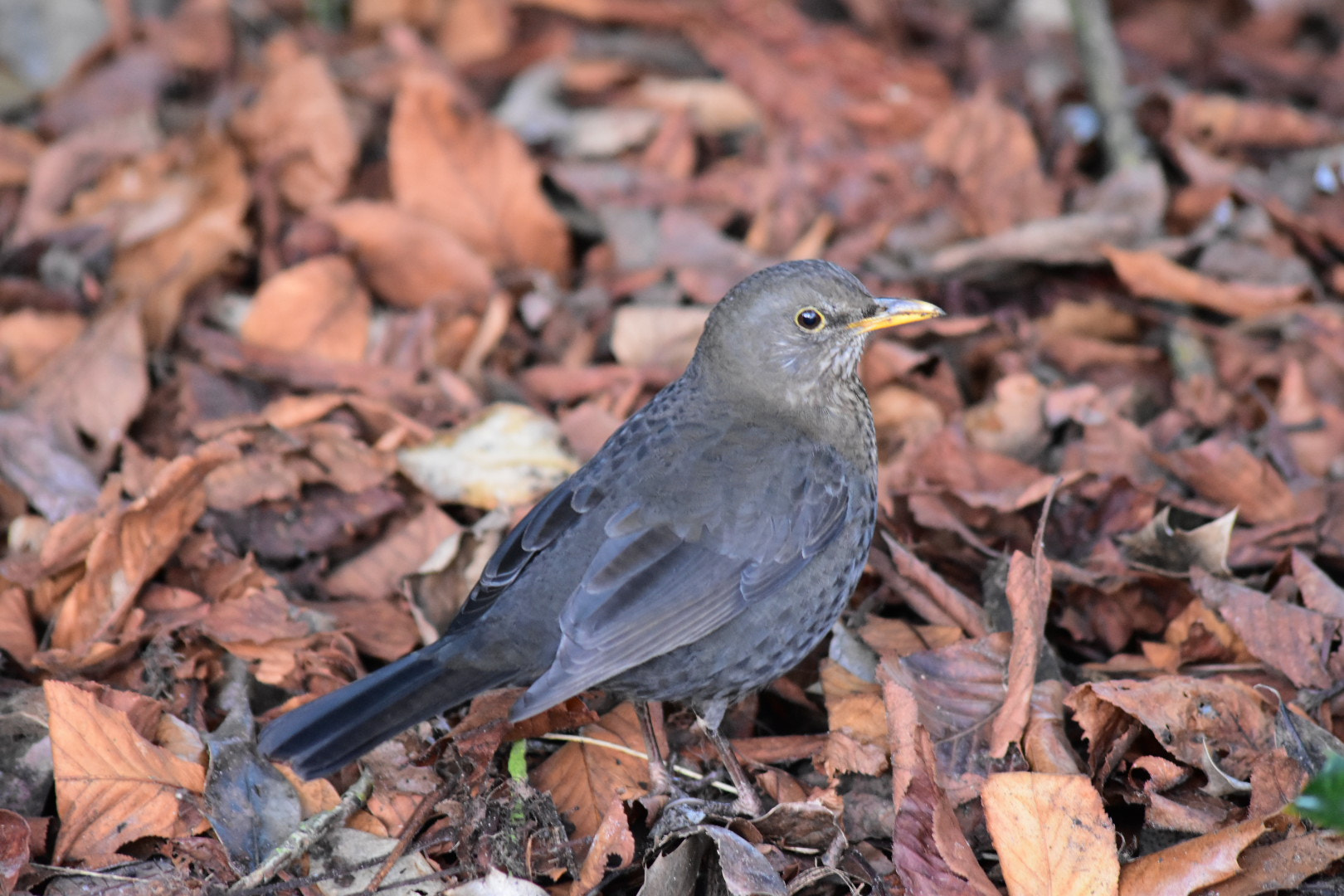 Sigma 70-300mm F4-5.6 APO DG Macro sample photo. Female blackbird  photography