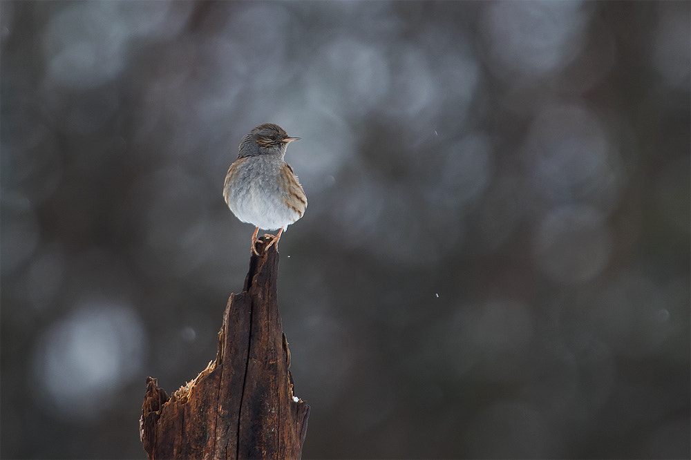 Canon EF 300mm F2.8L IS USM sample photo. Only dunnock photography