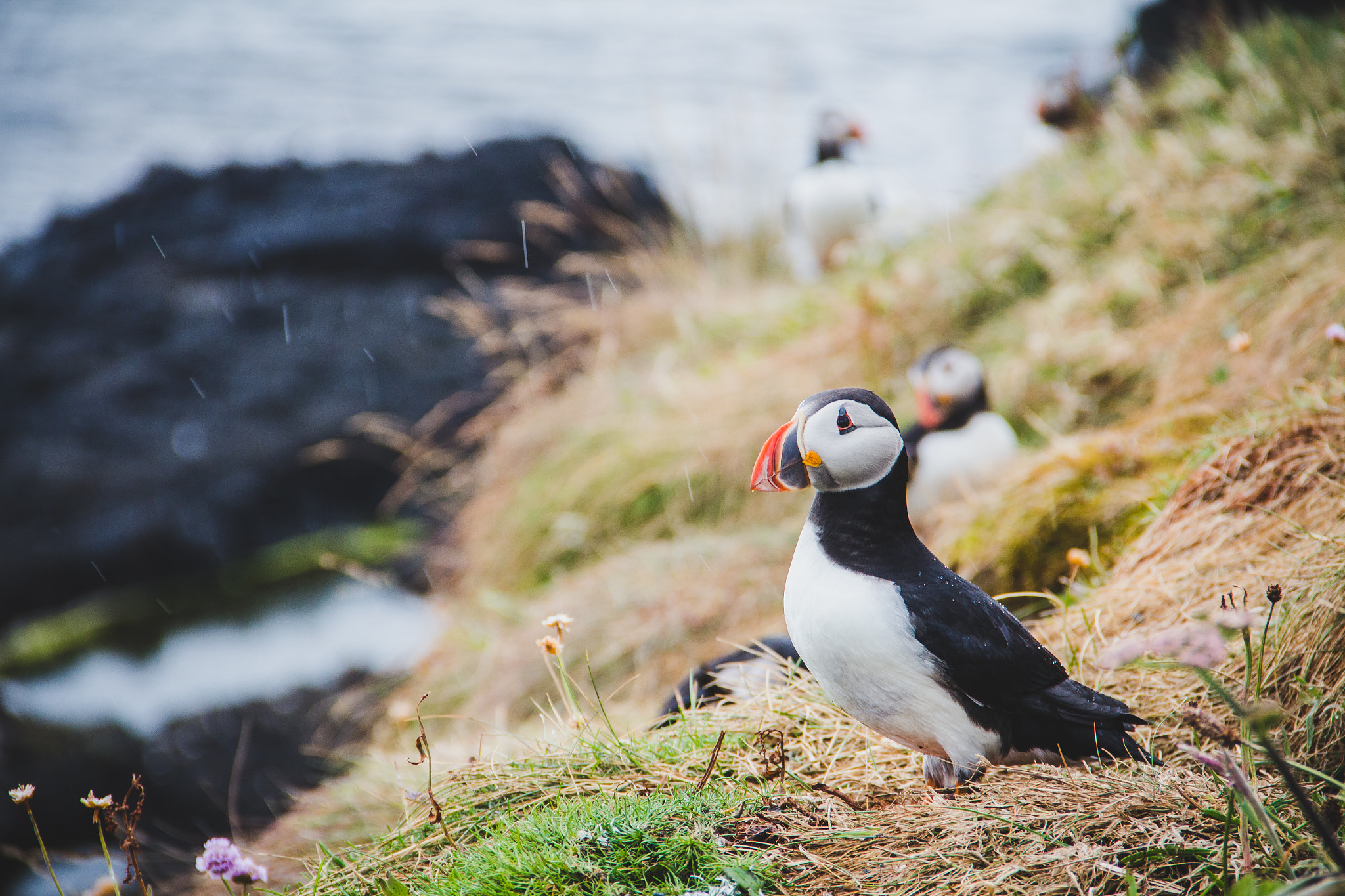 Canon EOS 650D (EOS Rebel T4i / EOS Kiss X6i) sample photo. Puffins photography