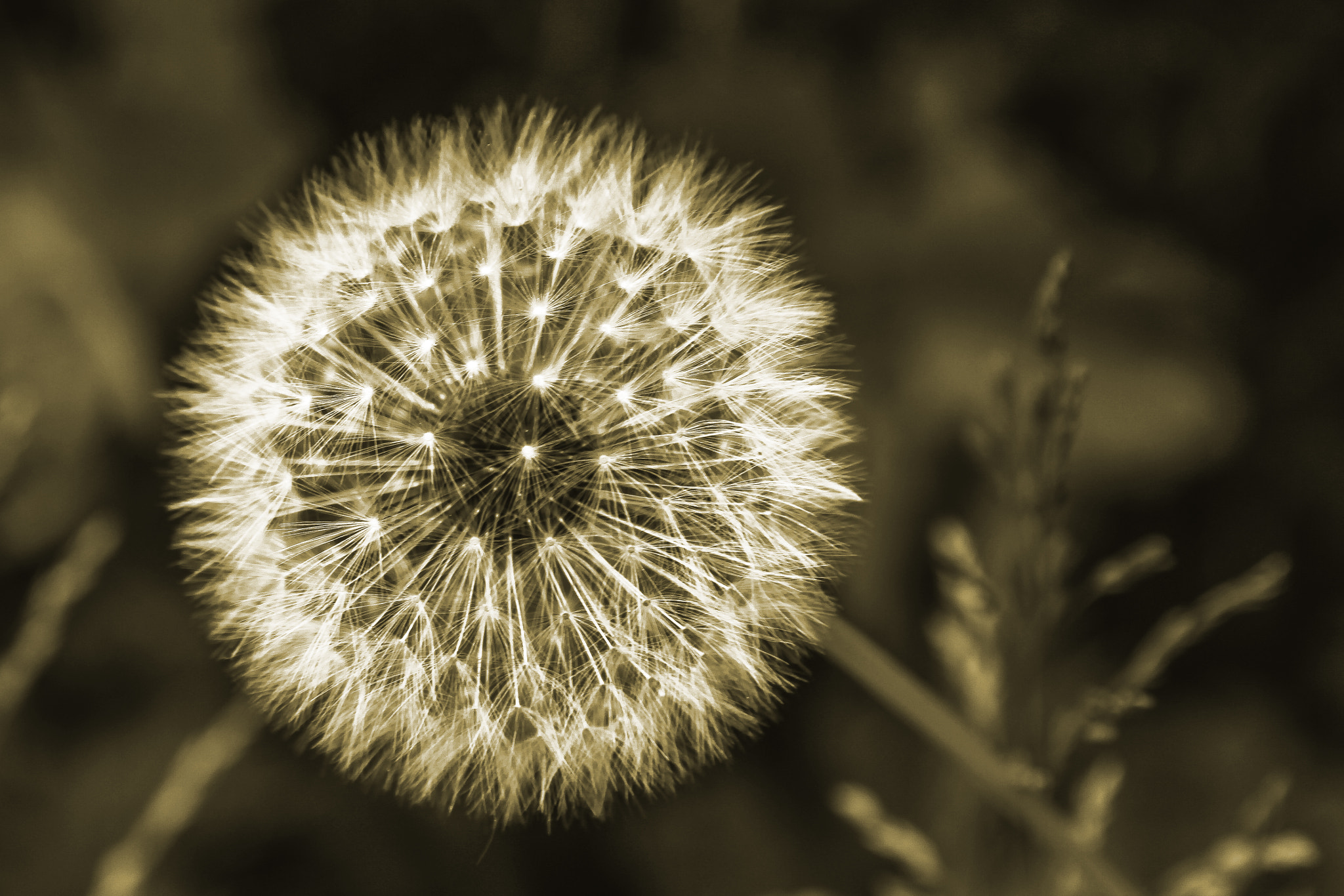 Canon EOS 7D sample photo. Pusteblume photography