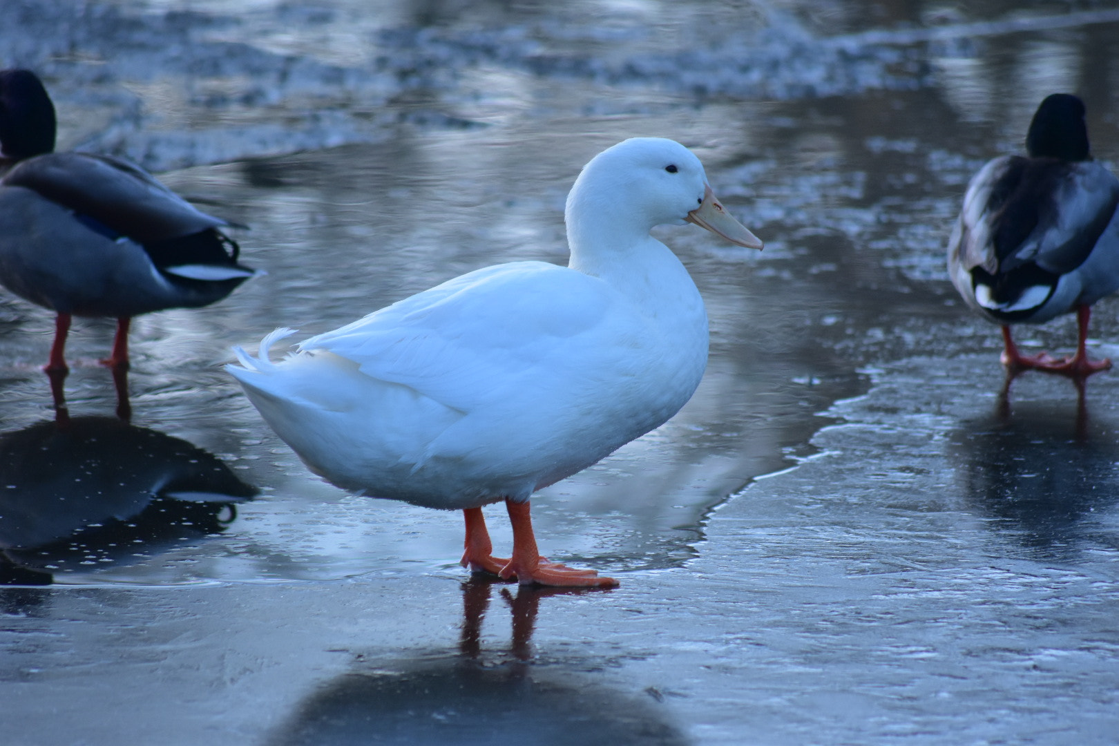Sigma 70-300mm F4-5.6 APO DG Macro sample photo. On thin ice photography