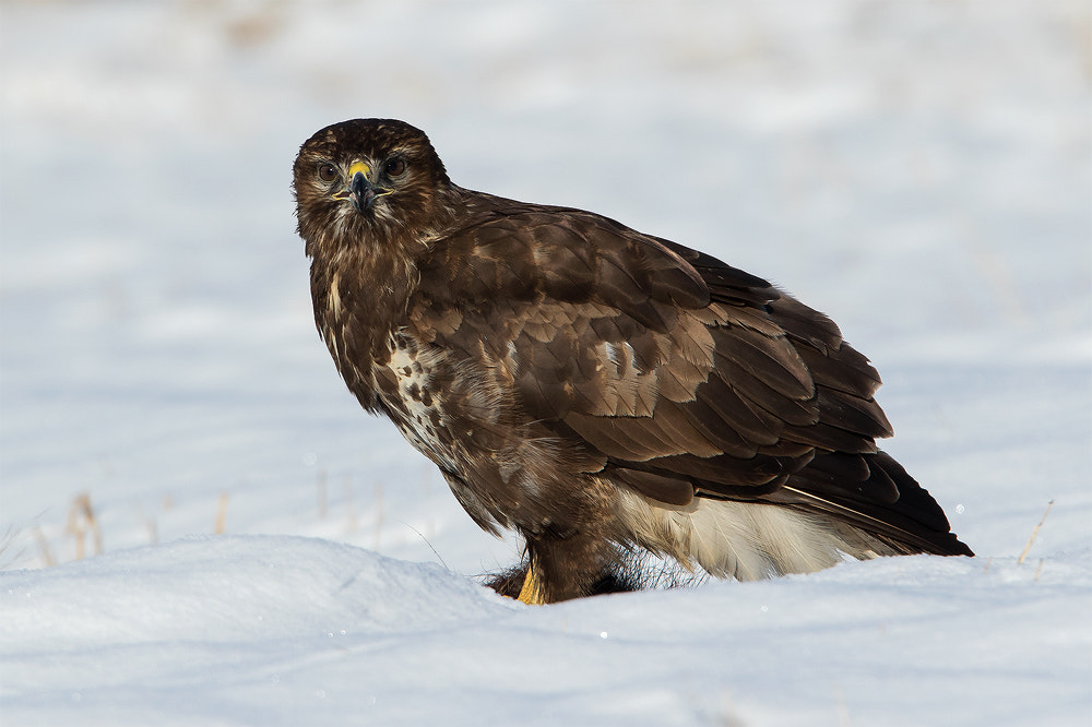 Canon EOS 7D Mark II + Canon EF 300mm F2.8L IS USM sample photo. Snow photography