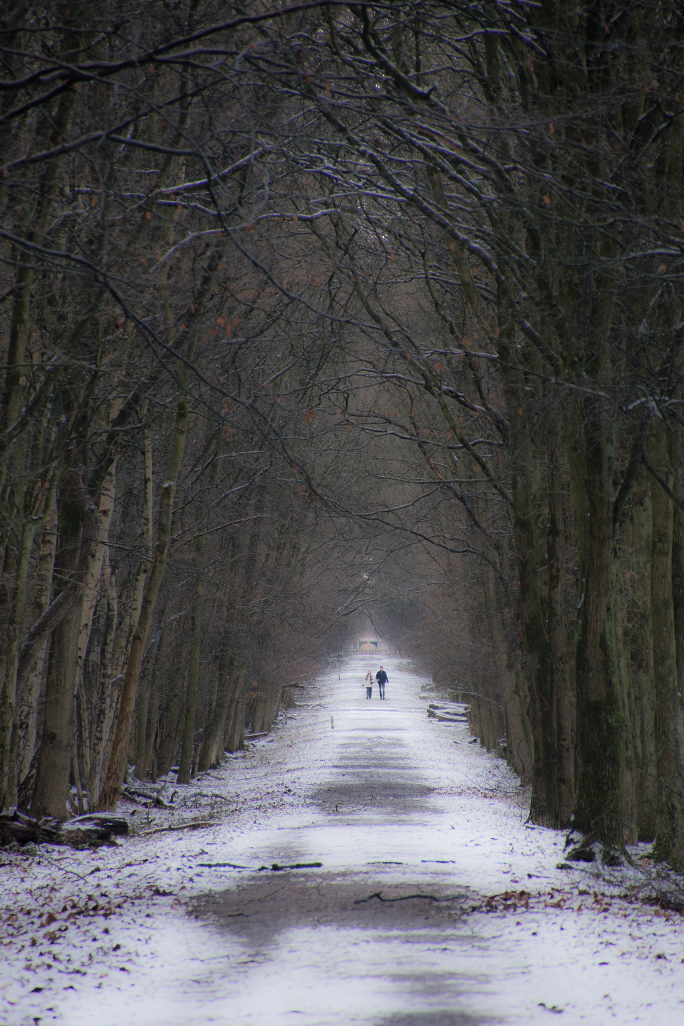 Tamron 16-300mm F3.5-6.3 Di II VC PZD Macro sample photo. The forrest. photography