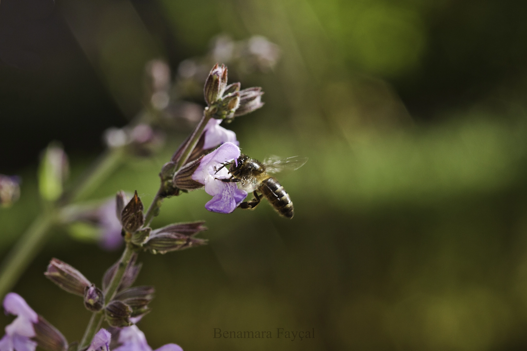 Canon EOS 7D + Sigma 105mm F2.8 EX DG Macro sample photo. Landing photography