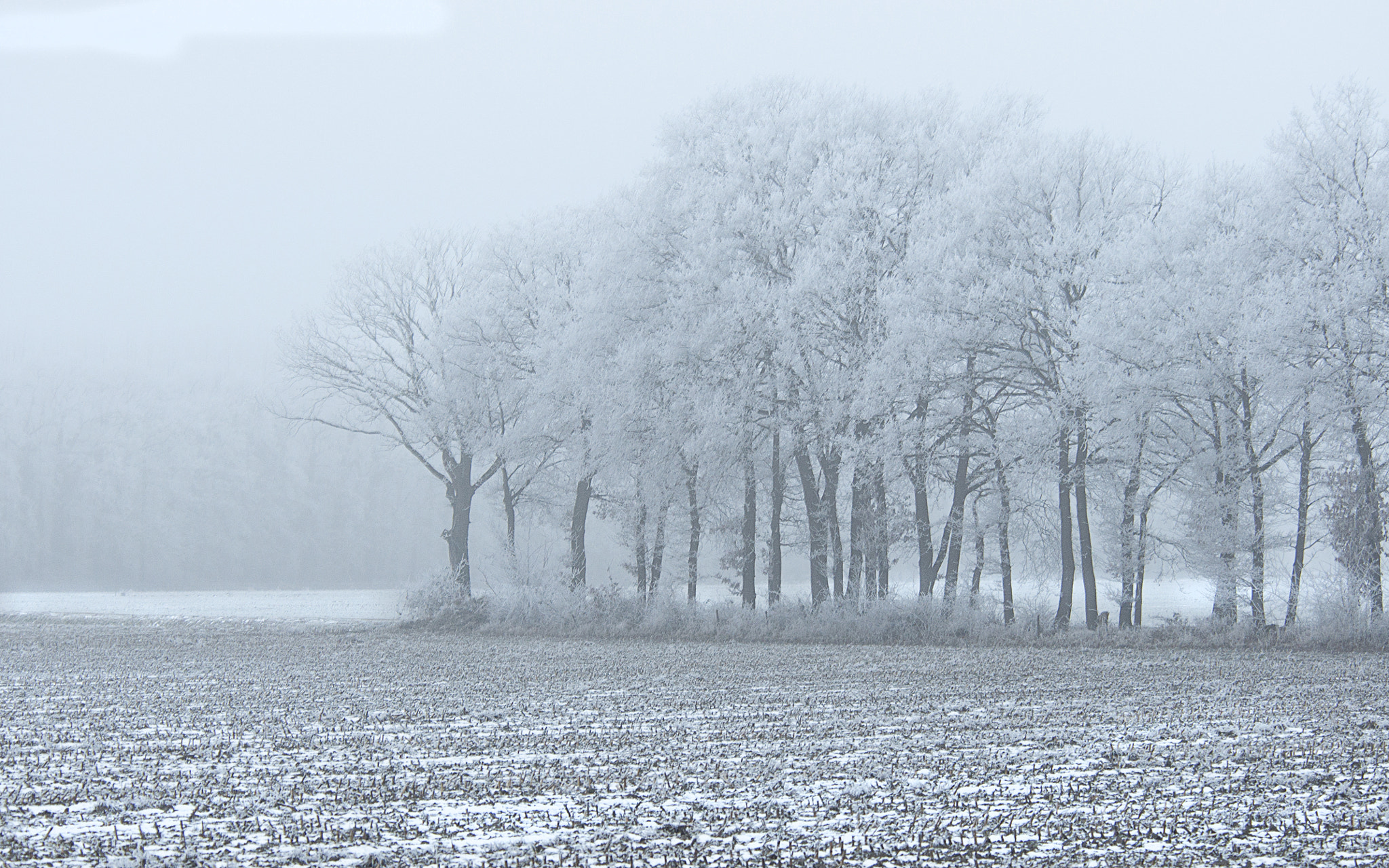 Nikon D90 sample photo. White frost photography