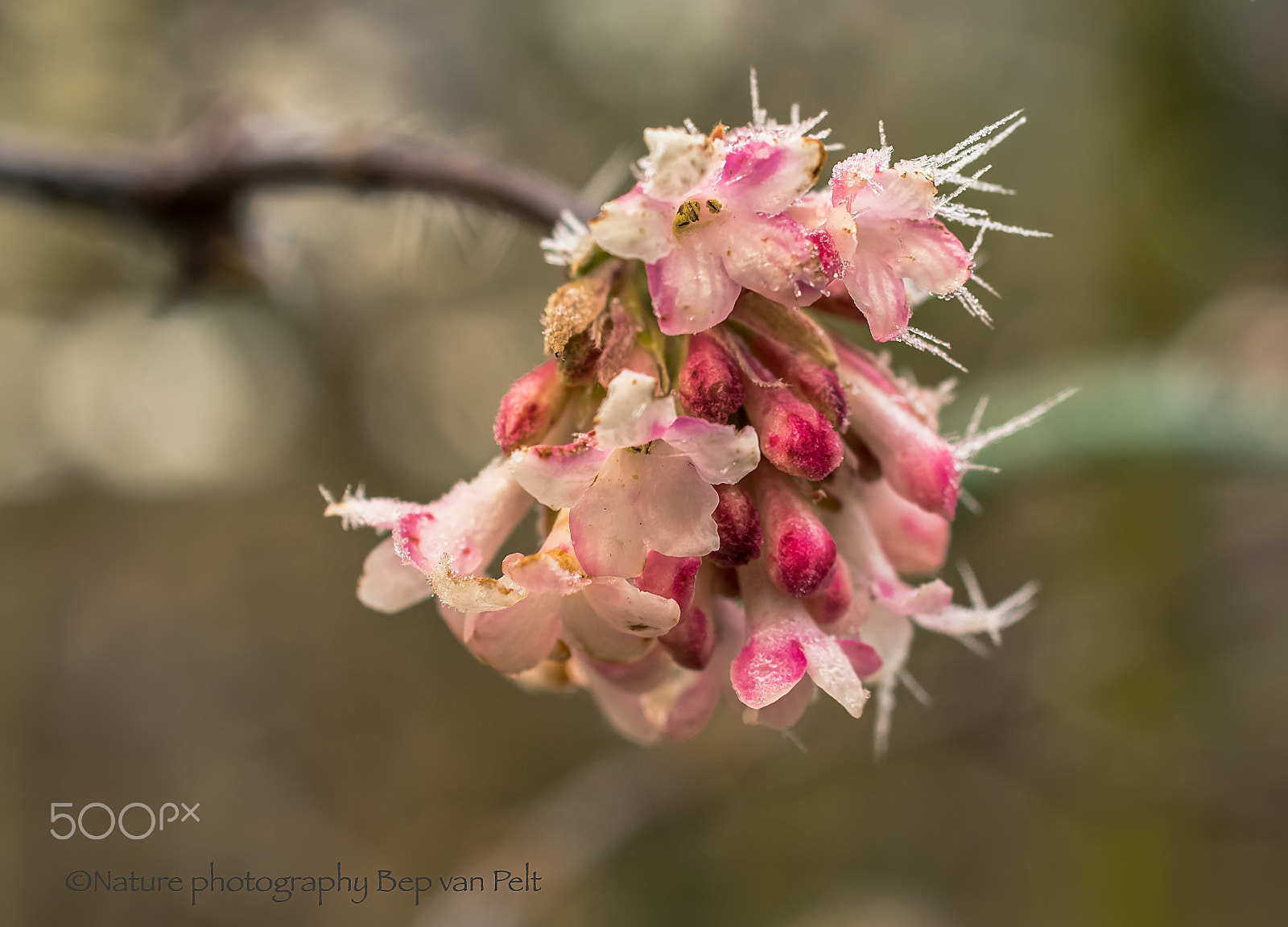 Nikon D500 + Sigma 50mm F2.8 EX DG Macro sample photo. Icy blossom photography