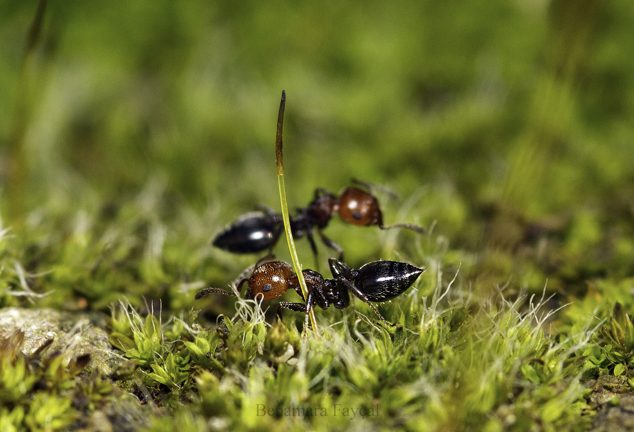 Canon EOS 7D + Sigma 105mm F2.8 EX DG Macro sample photo. Double ant photography