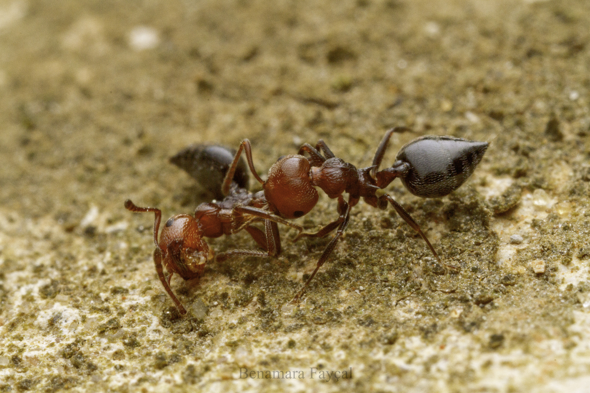 Canon MP-E 65mm F2.5 1-5x Macro Photo sample photo. The dead one photography
