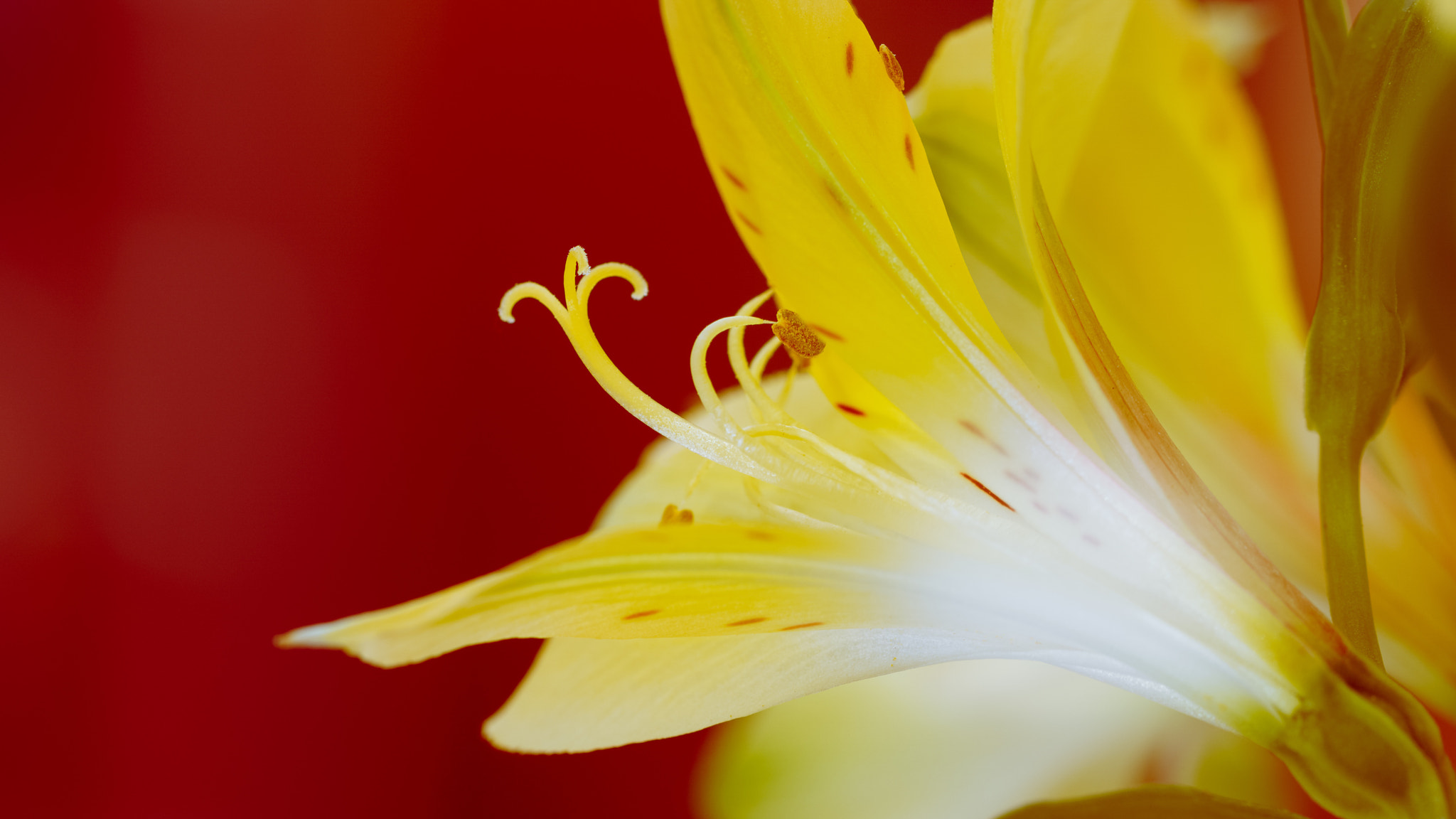 Sony ILCA-77M2 + 90mm F2.8 Macro SSM sample photo. Color photography