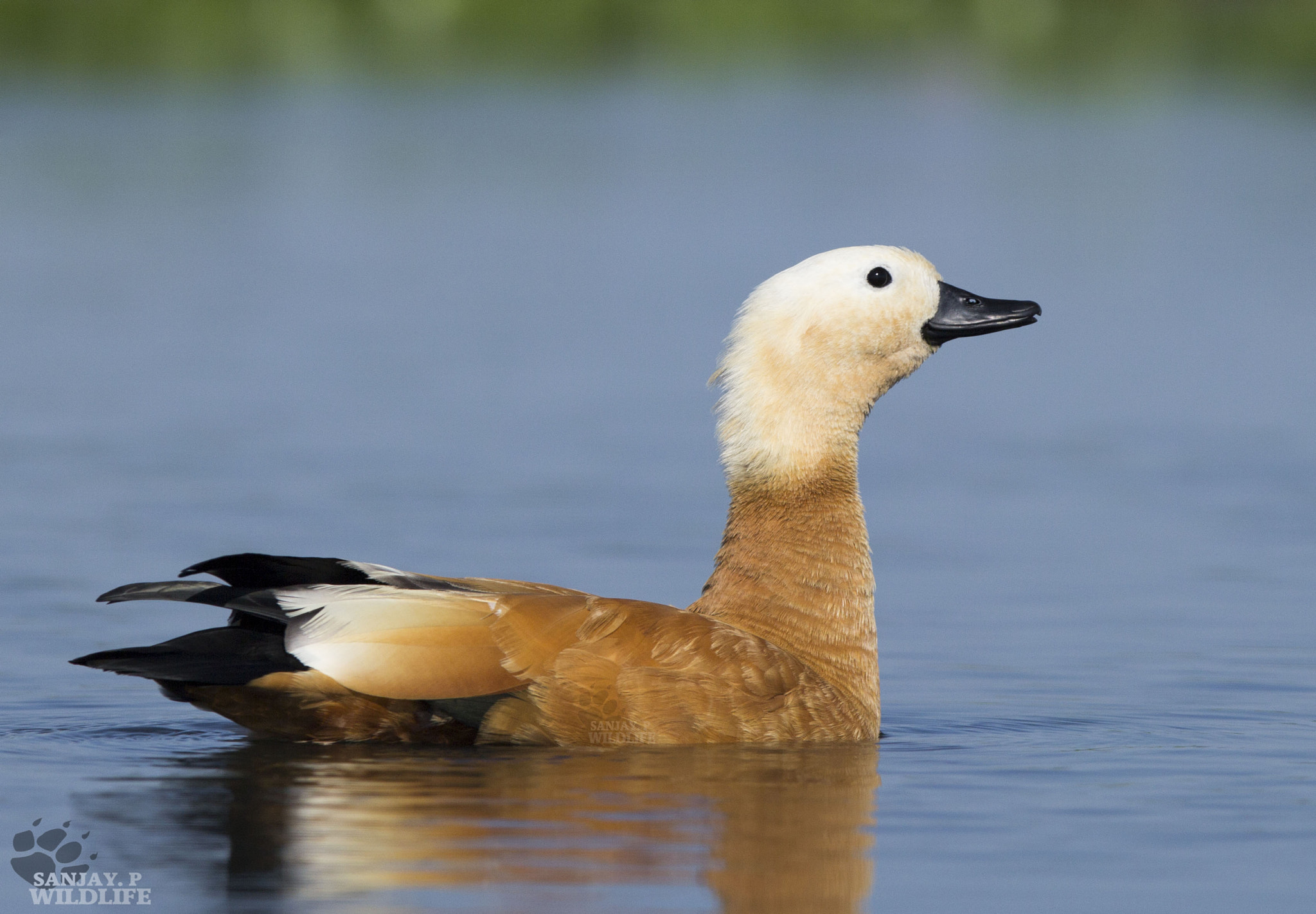 Canon EOS 60D sample photo. Ruddy shelduck (tadorna ferruginea) photography