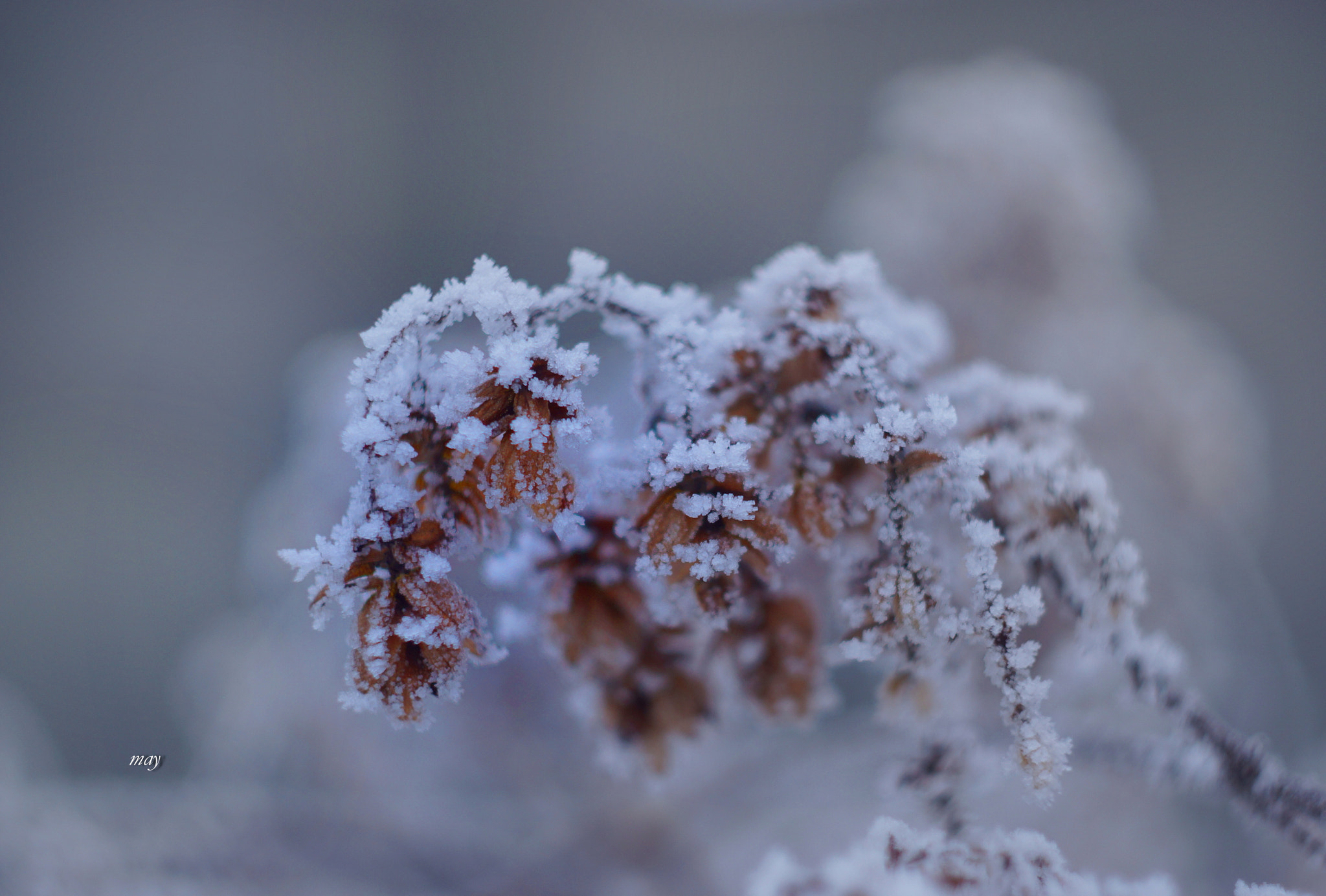 Sony SLT-A65 (SLT-A65V) + Minolta AF 50mm F1.7 sample photo. Hop in hoarfrost...хмель в инее photography