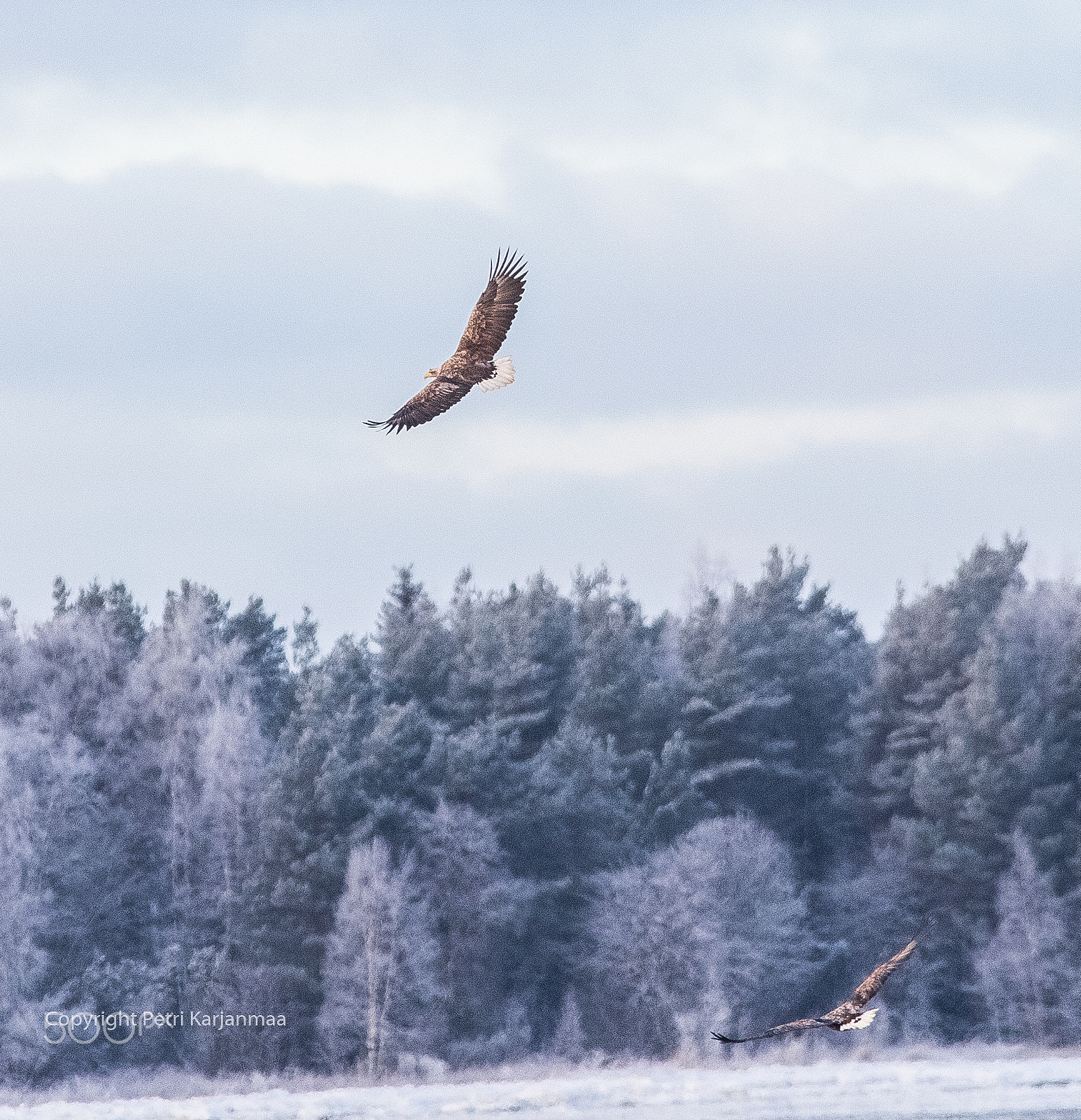 Canon EF 300mm f/2.8L + 1.4x sample photo. Call of the wild iii photography