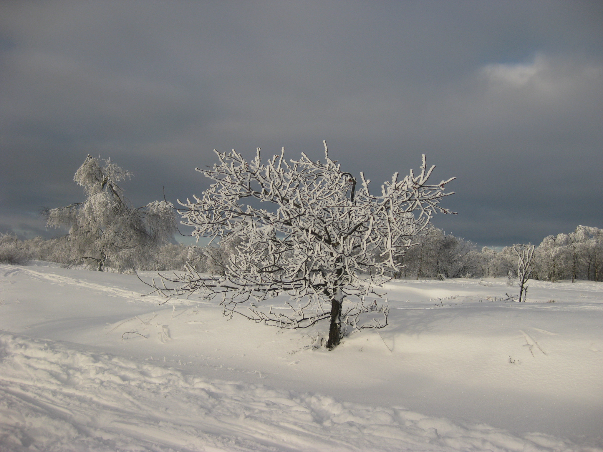 Canon PowerShot SD1100 IS (Digital IXUS 80 IS / IXY Digital 20 IS) sample photo. Arbre blanc photography