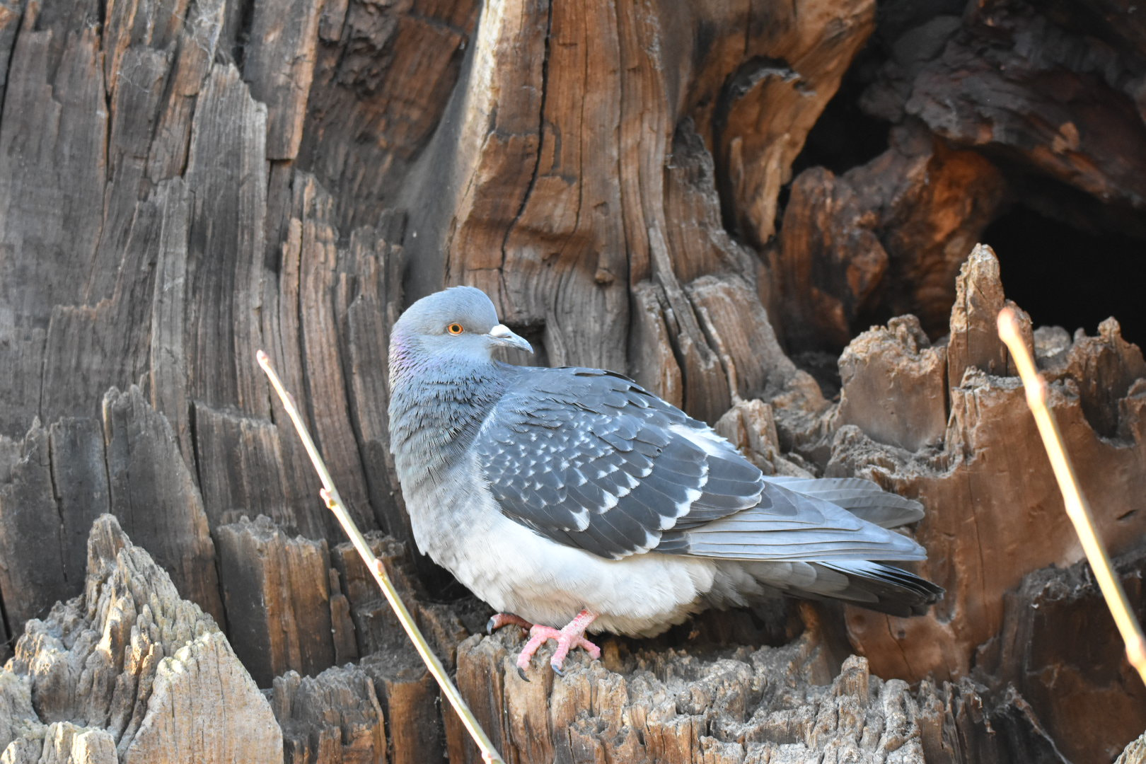 Nikon D5500 + Sigma 150-600mm F5-6.3 DG OS HSM | C sample photo. Pigeon photography