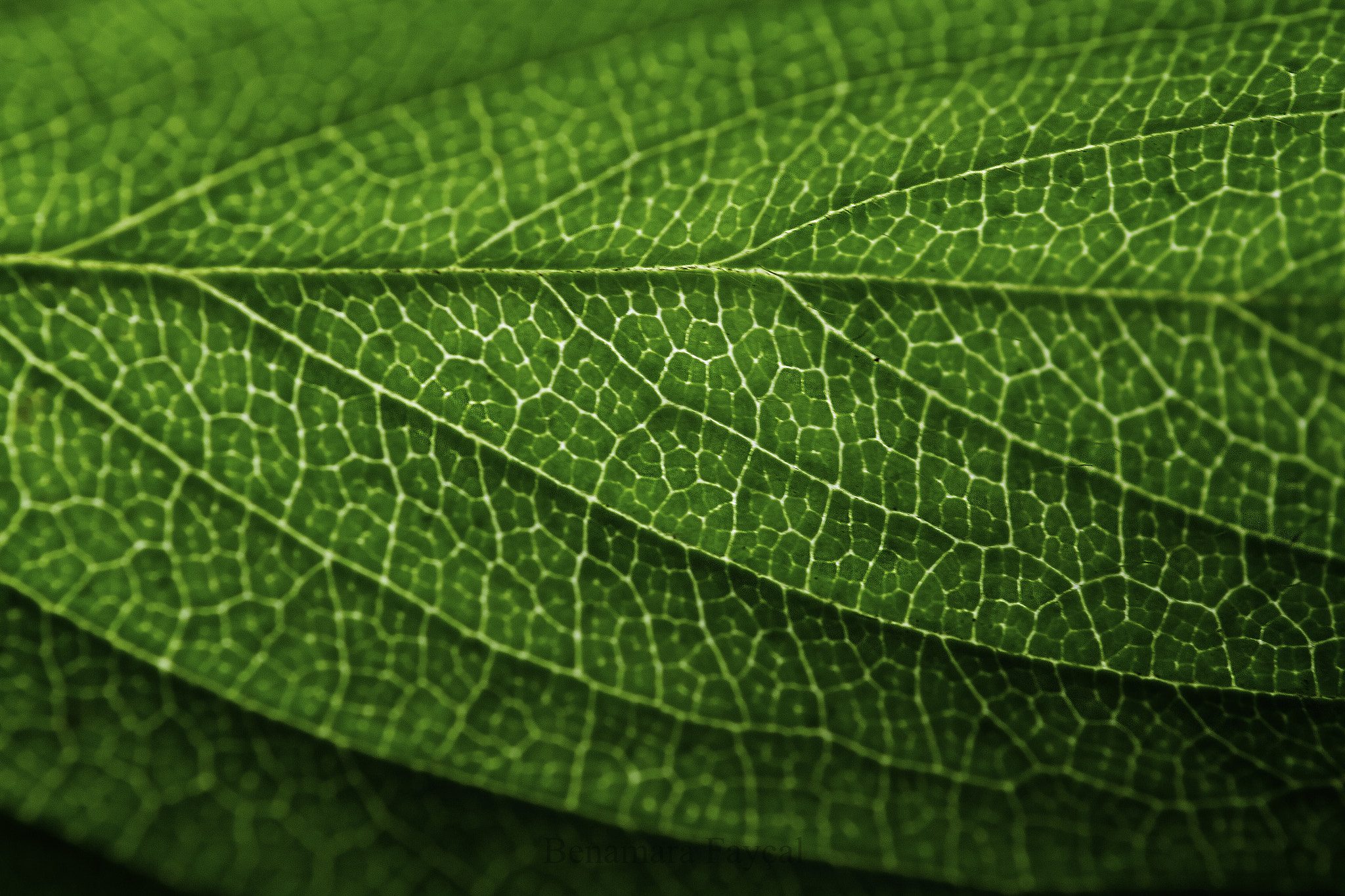 Canon EOS 7D sample photo. Leaf photography