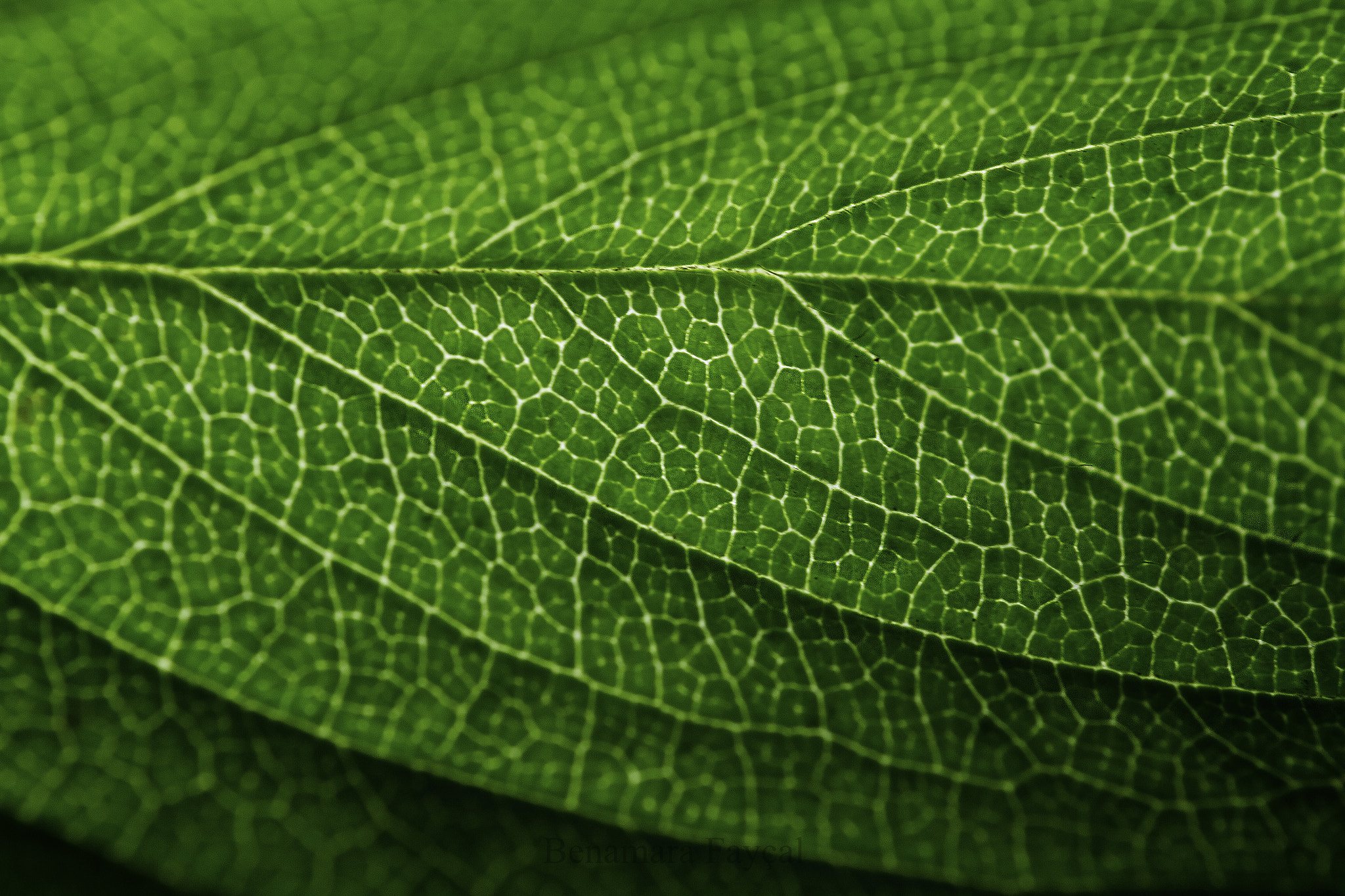 Canon EOS 7D + Sigma 105mm F2.8 EX DG Macro sample photo. Leaf photography