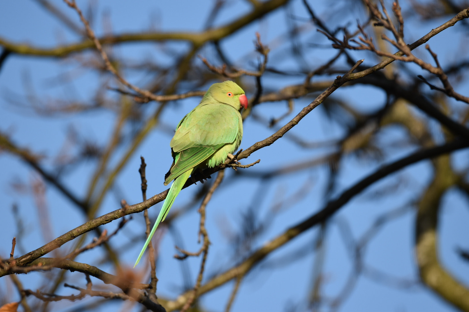 Nikon D5500 + Sigma 150-600mm F5-6.3 DG OS HSM | C sample photo. Parakeet photography