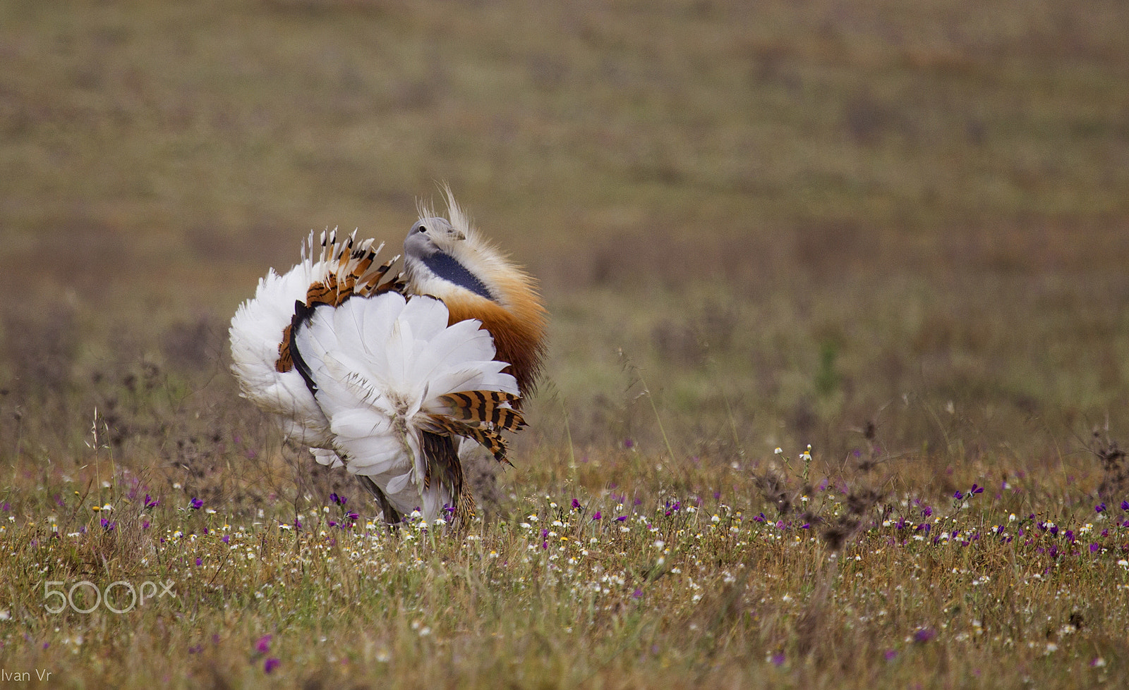 Canon EF 100-400mm F4.5-5.6L IS USM sample photo. Avutarda photography
