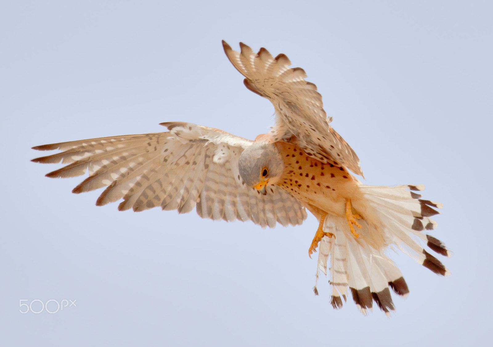Canon EF 100-400mm F4.5-5.6L IS USM sample photo. Cernicalo primilla photography