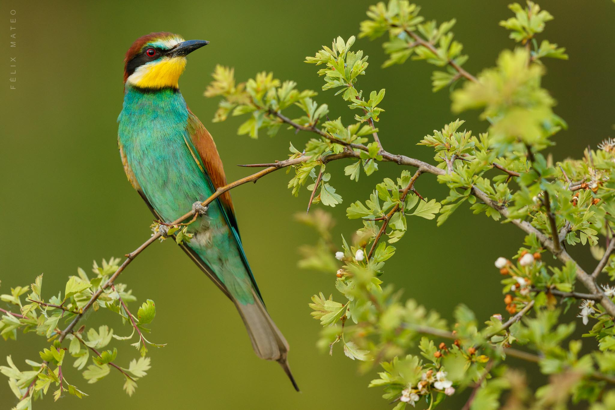 Canon EF 500mm F4L IS II USM sample photo. Abejaruco (merops apiaster) photography