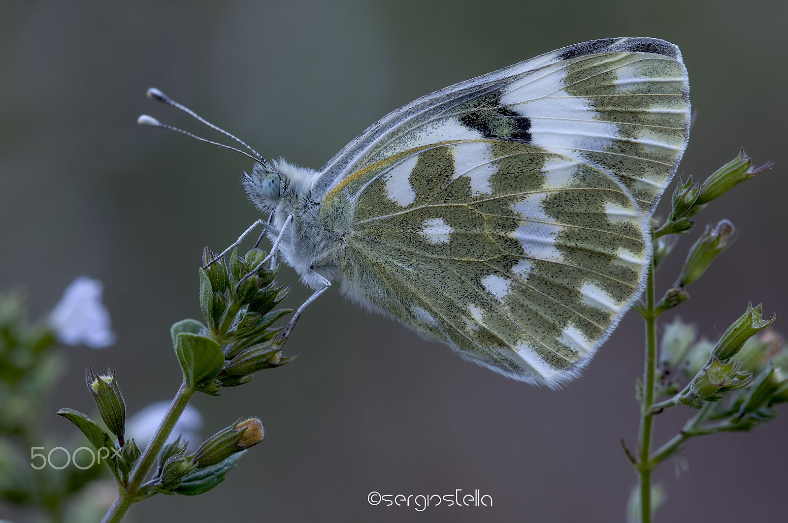 Sigma 150mm F2.8 EX DG Macro HSM sample photo. E_d_u_s_a_______________ photography