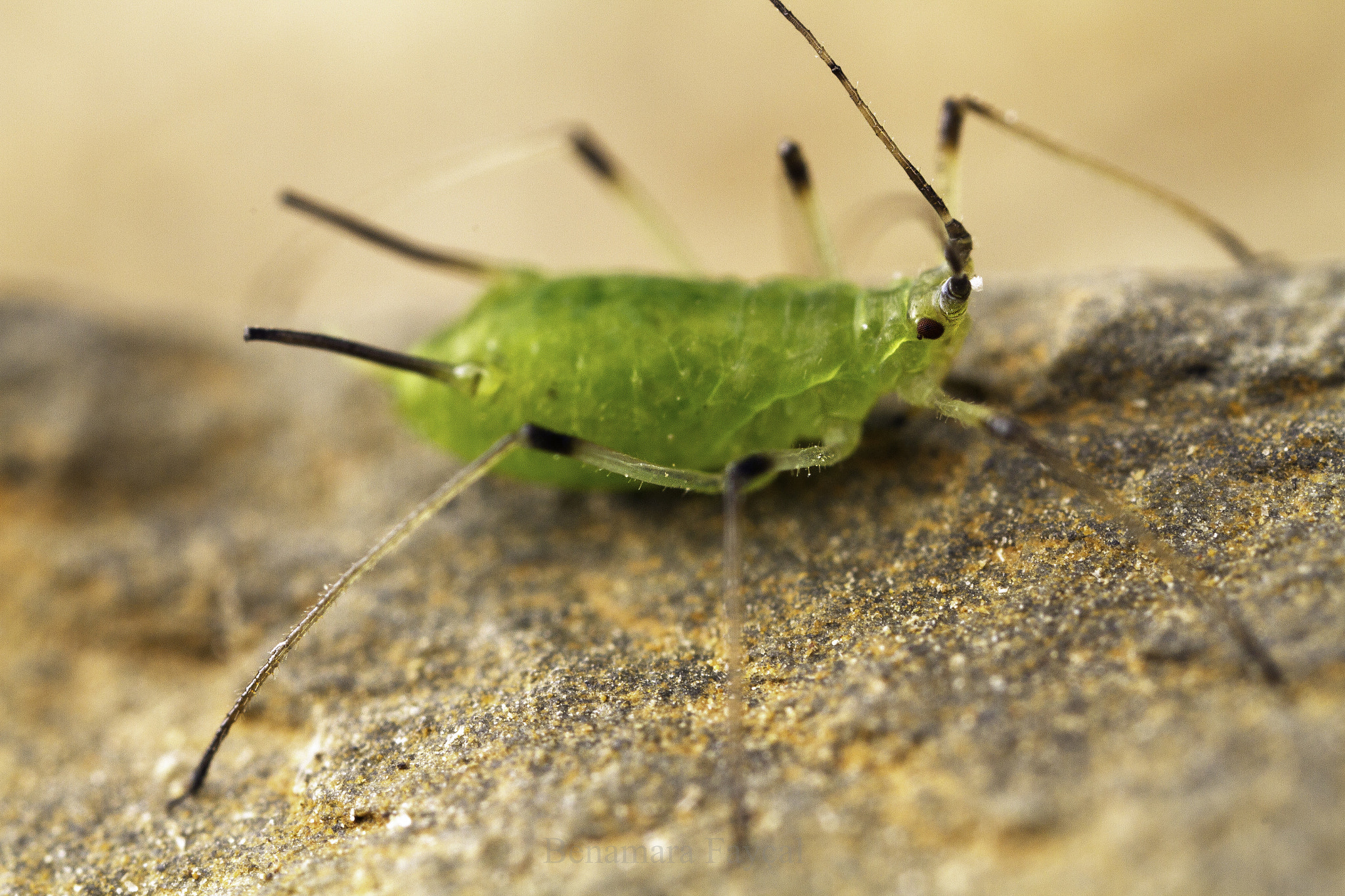 Canon EOS 7D sample photo. Green aphid photography