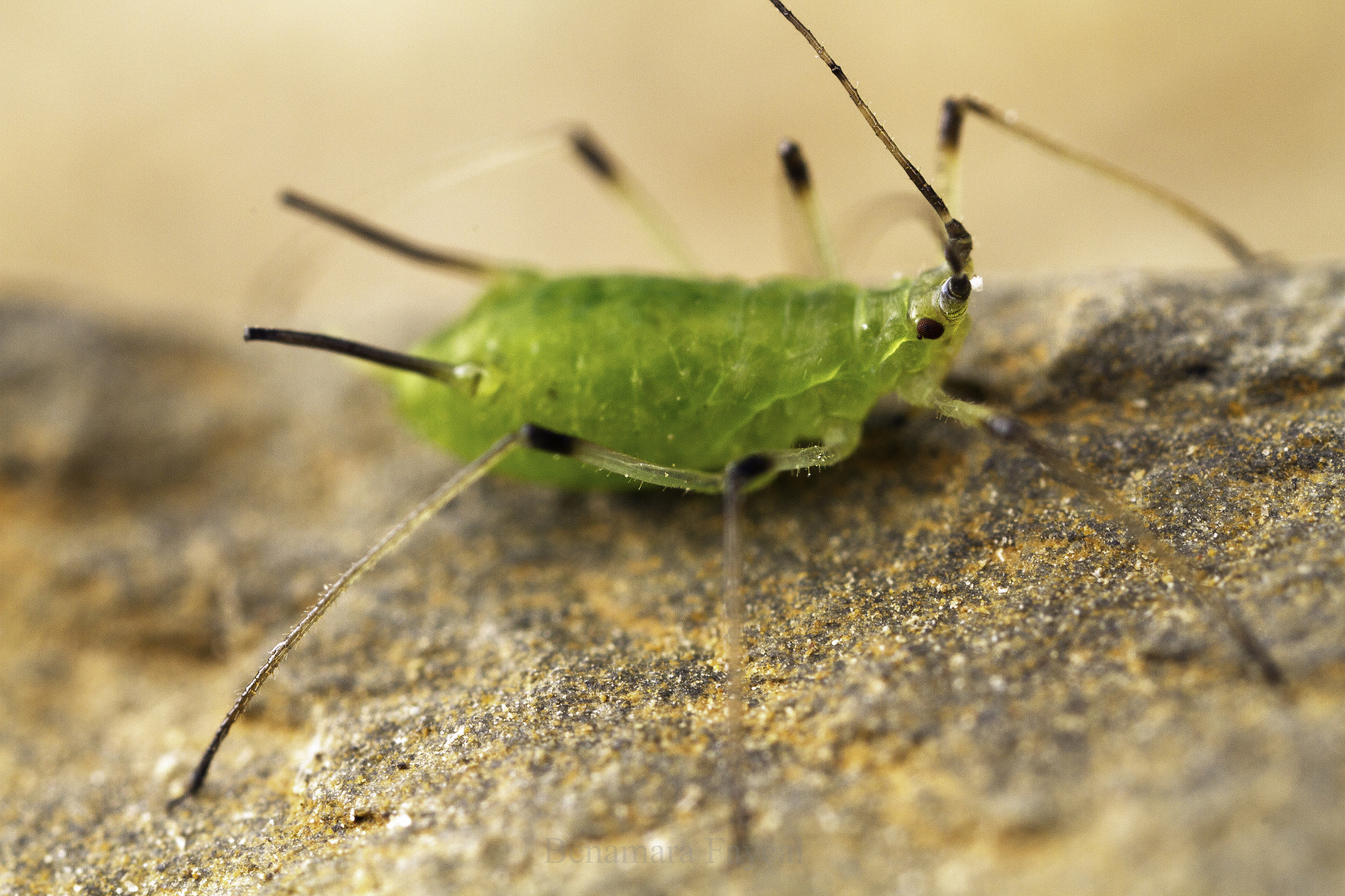 Canon MP-E 65mm F2.5 1-5x Macro Photo sample photo. Green aphid photography