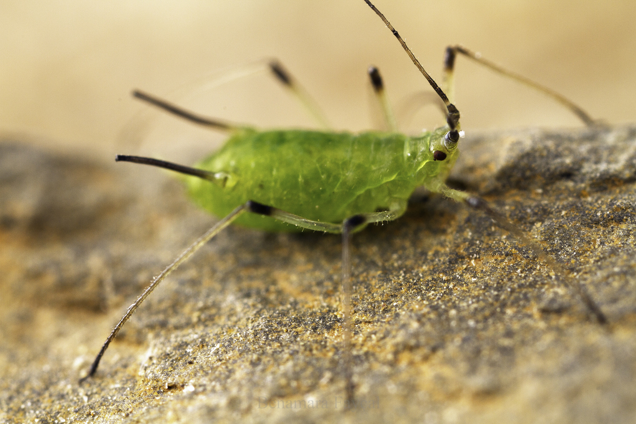 Canon EOS 7D + Canon MP-E 65mm F2.5 1-5x Macro Photo sample photo. Green aphid photography