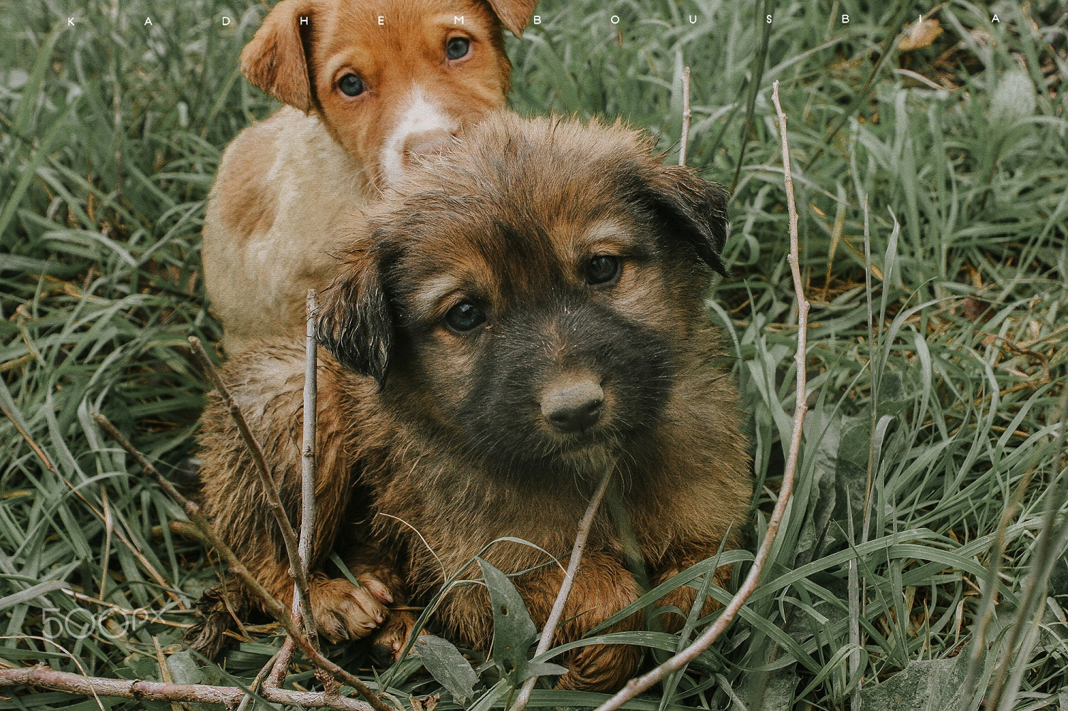Canon EF 28-105mm f/3.5-4.5 USM sample photo. Sweety dogs photography
