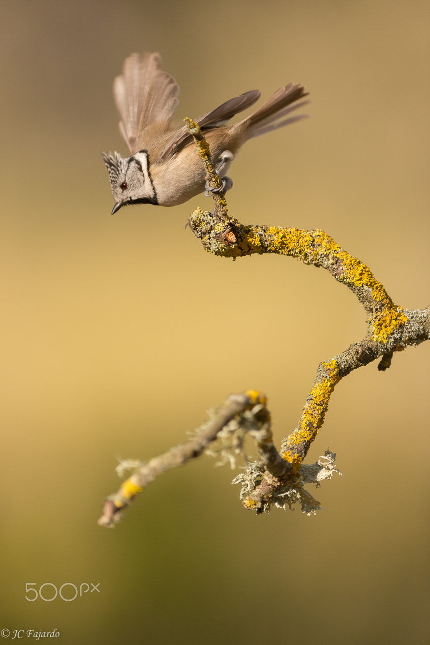 Nikon AF-S Nikkor 300mm F2.8G ED-IF VR sample photo. The jump / el salto photography