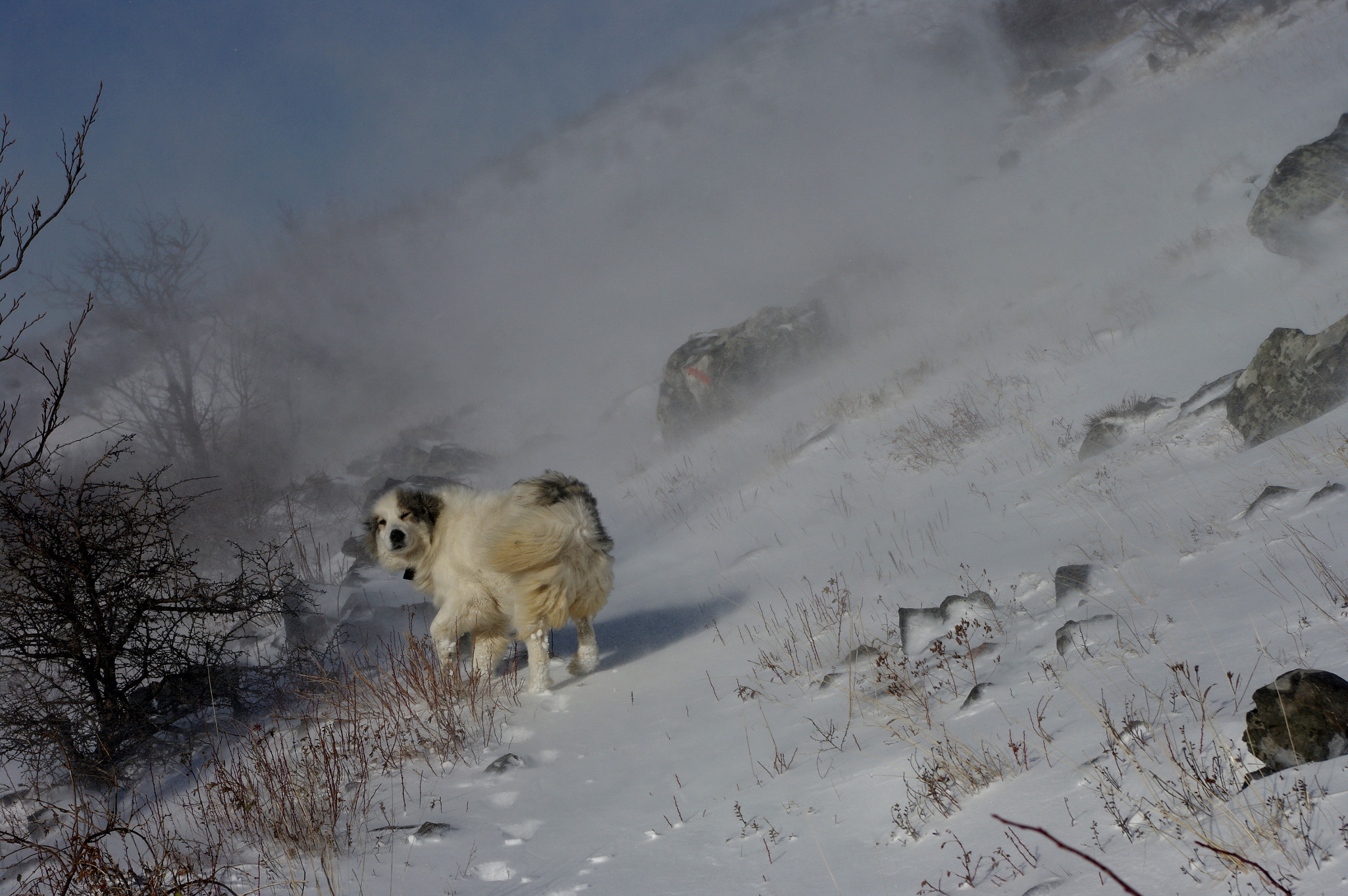 Pentax K20D sample photo. Tornjak in snowstorm photography