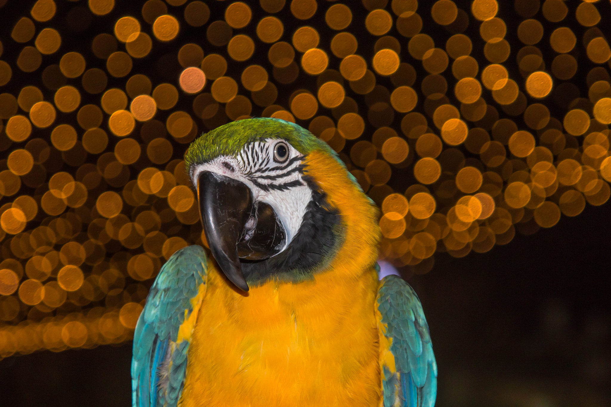 Sigma 17-70mm F2.8-4 DC Macro OS HSM sample photo. Macaw in the night photography