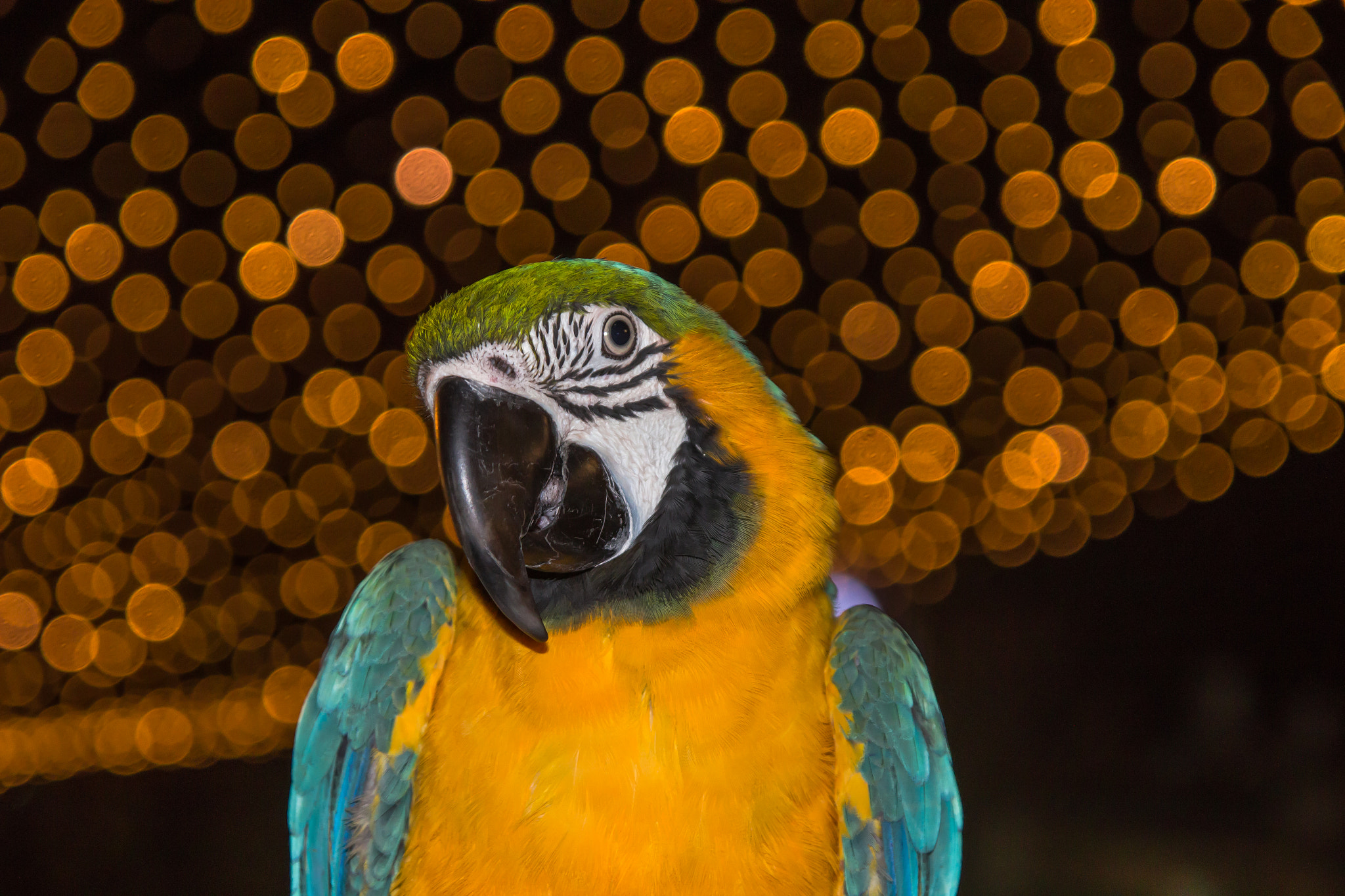 Canon EOS 1200D (EOS Rebel T5 / EOS Kiss X70 / EOS Hi) sample photo. Macaw in the night photography