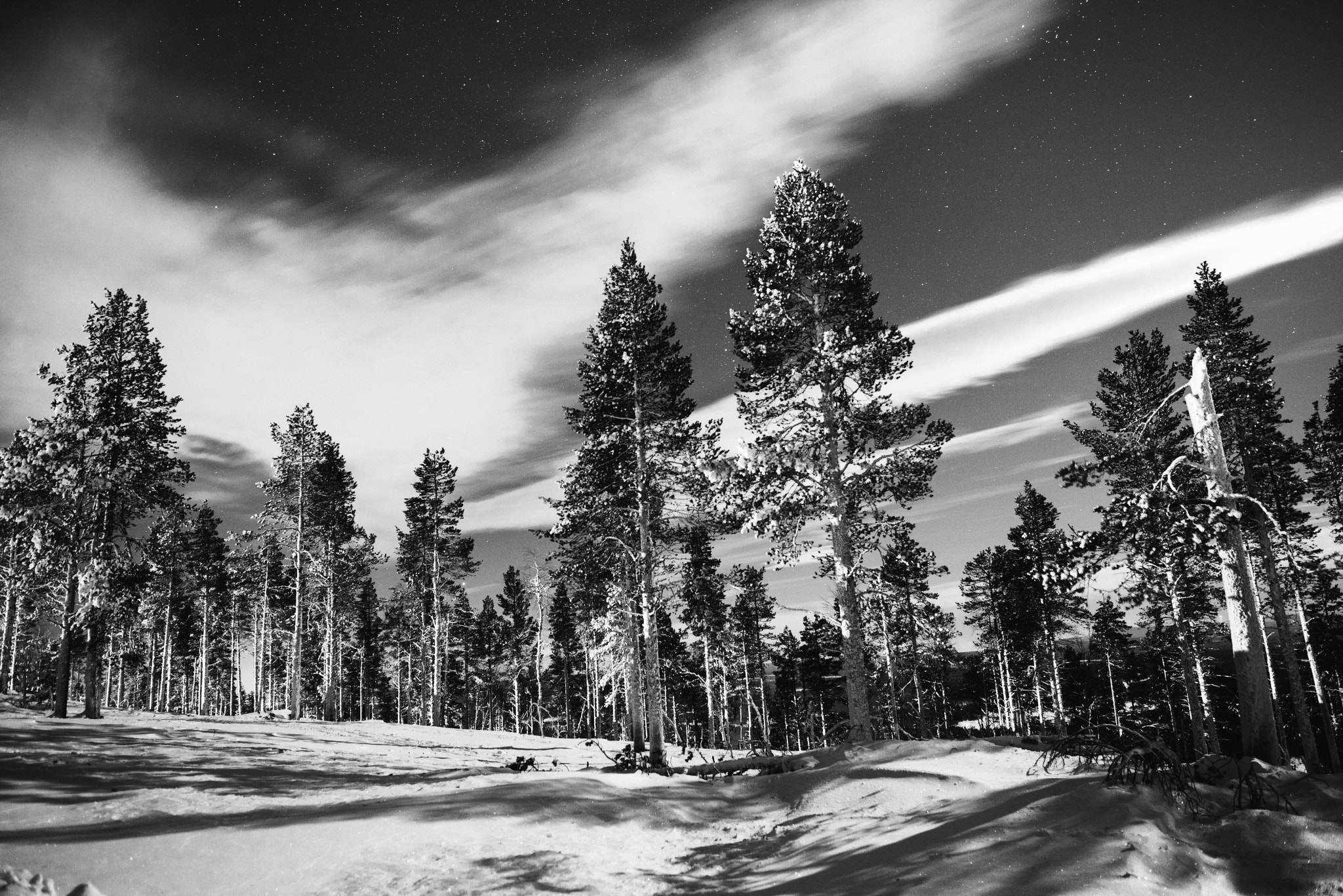 Nikon D810 + Nikon AF-S Nikkor 24mm F1.8G ED sample photo. Night in the woods photography