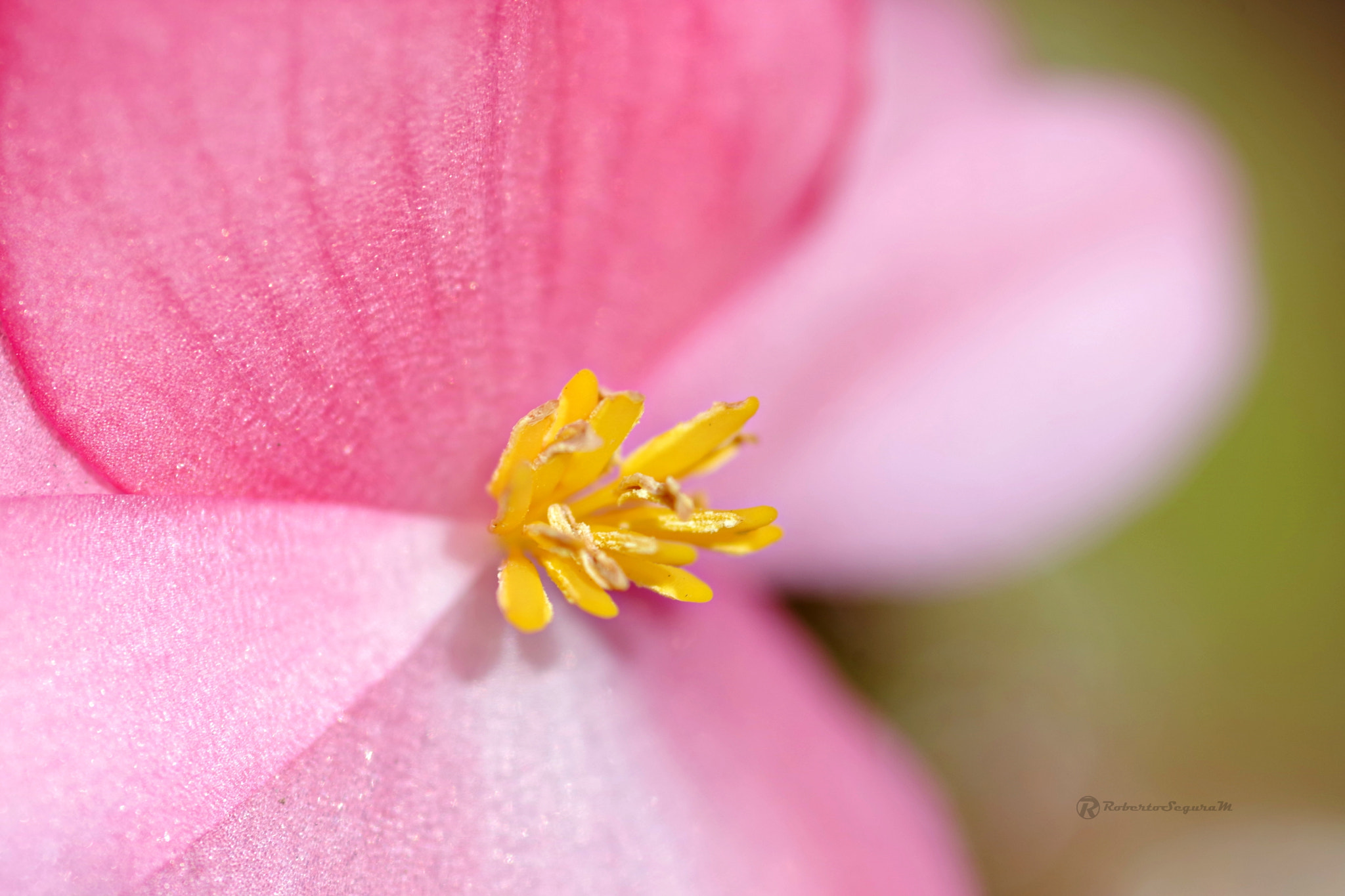 Pentax smc D-FA 100mm F2.8 Macro WR sample photo. Amarillo en rosa photography